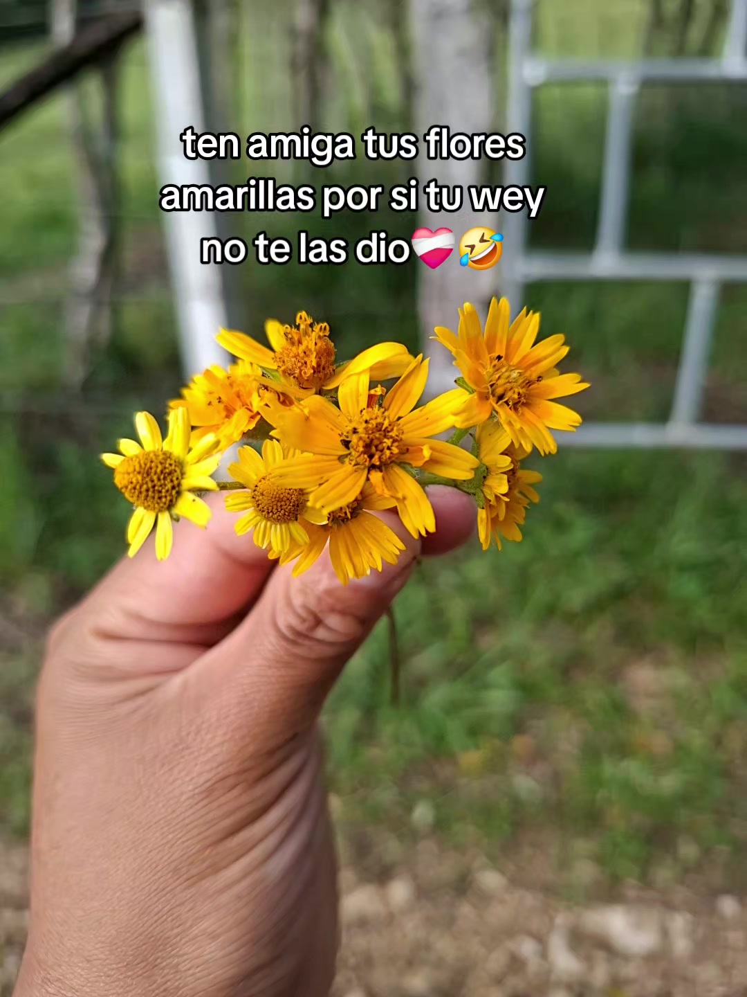 @Deysi choc💗🦋✨️
