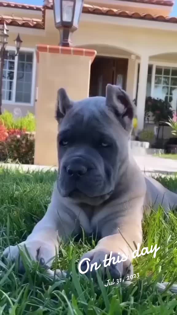 @Ultimate Puppies