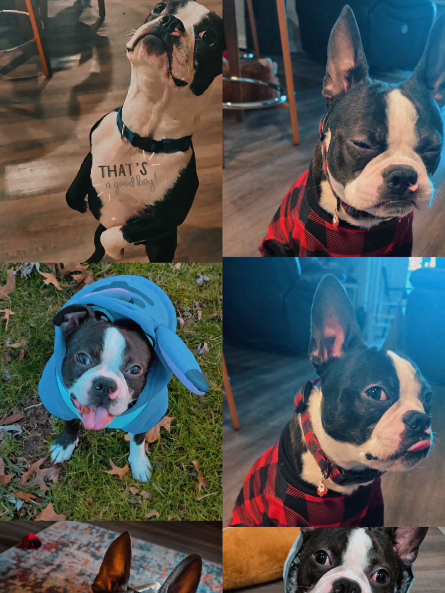 @Sir Leo the Terrier