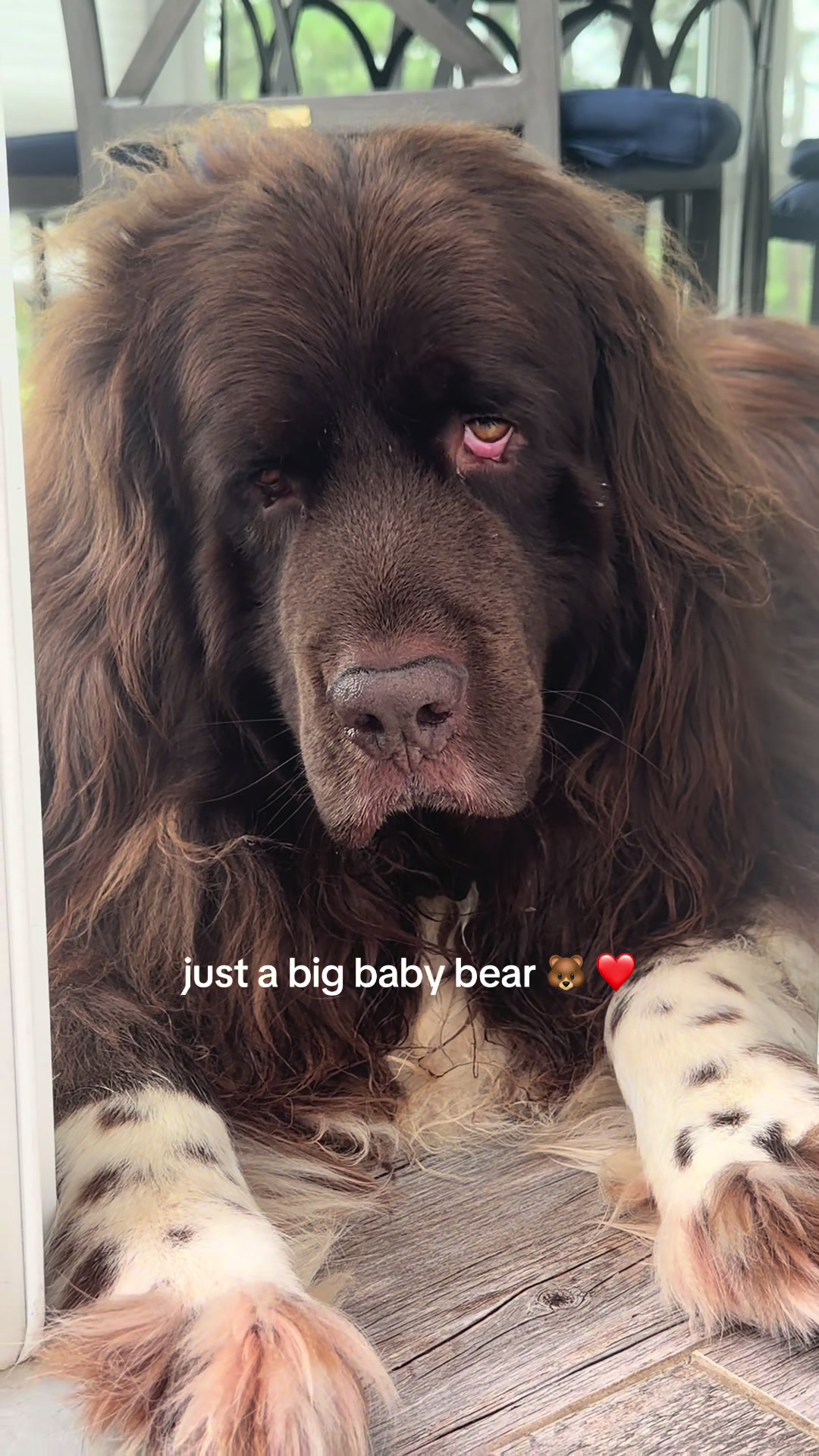 @Chewy The Newfoundland