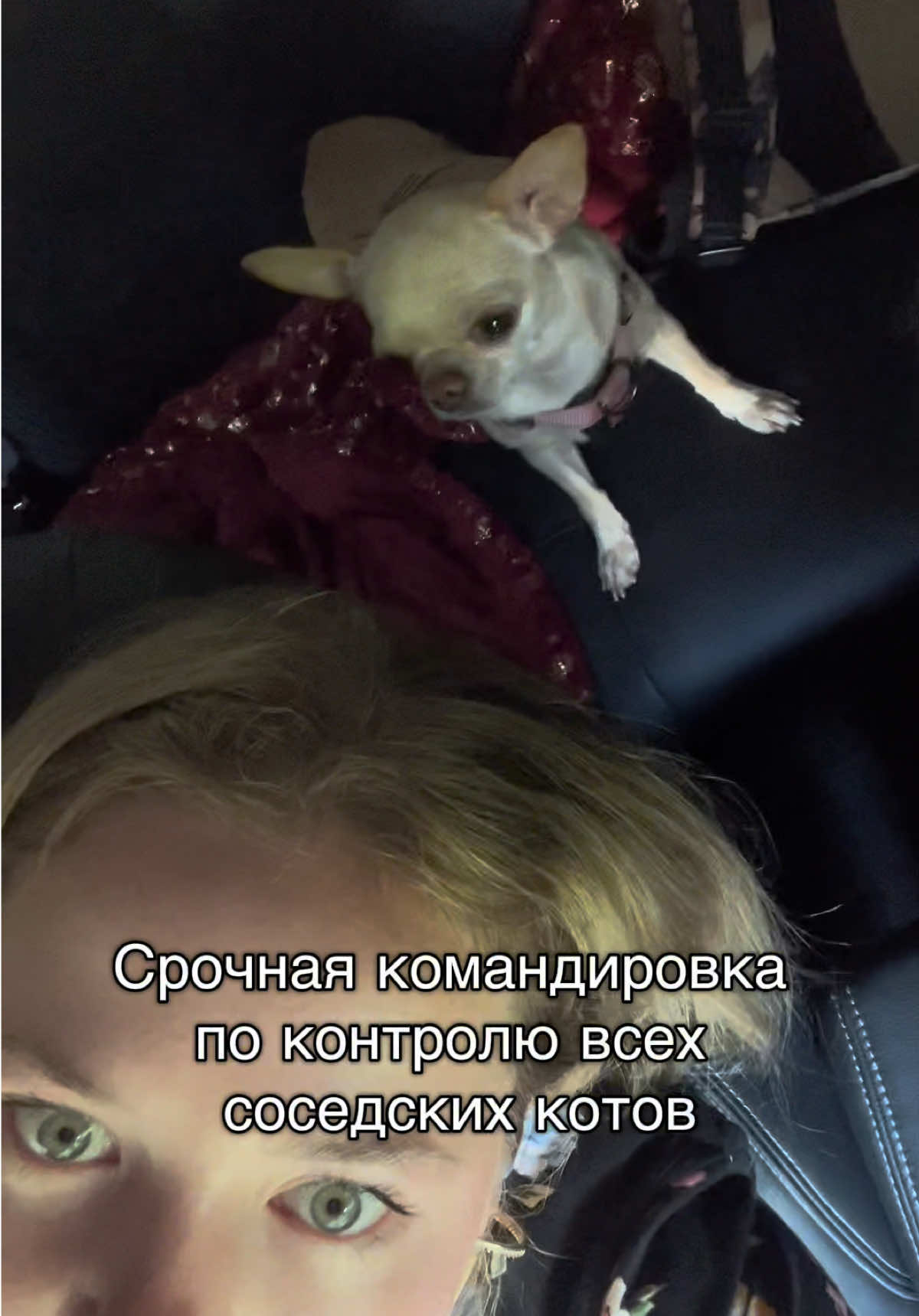 @svetic.story