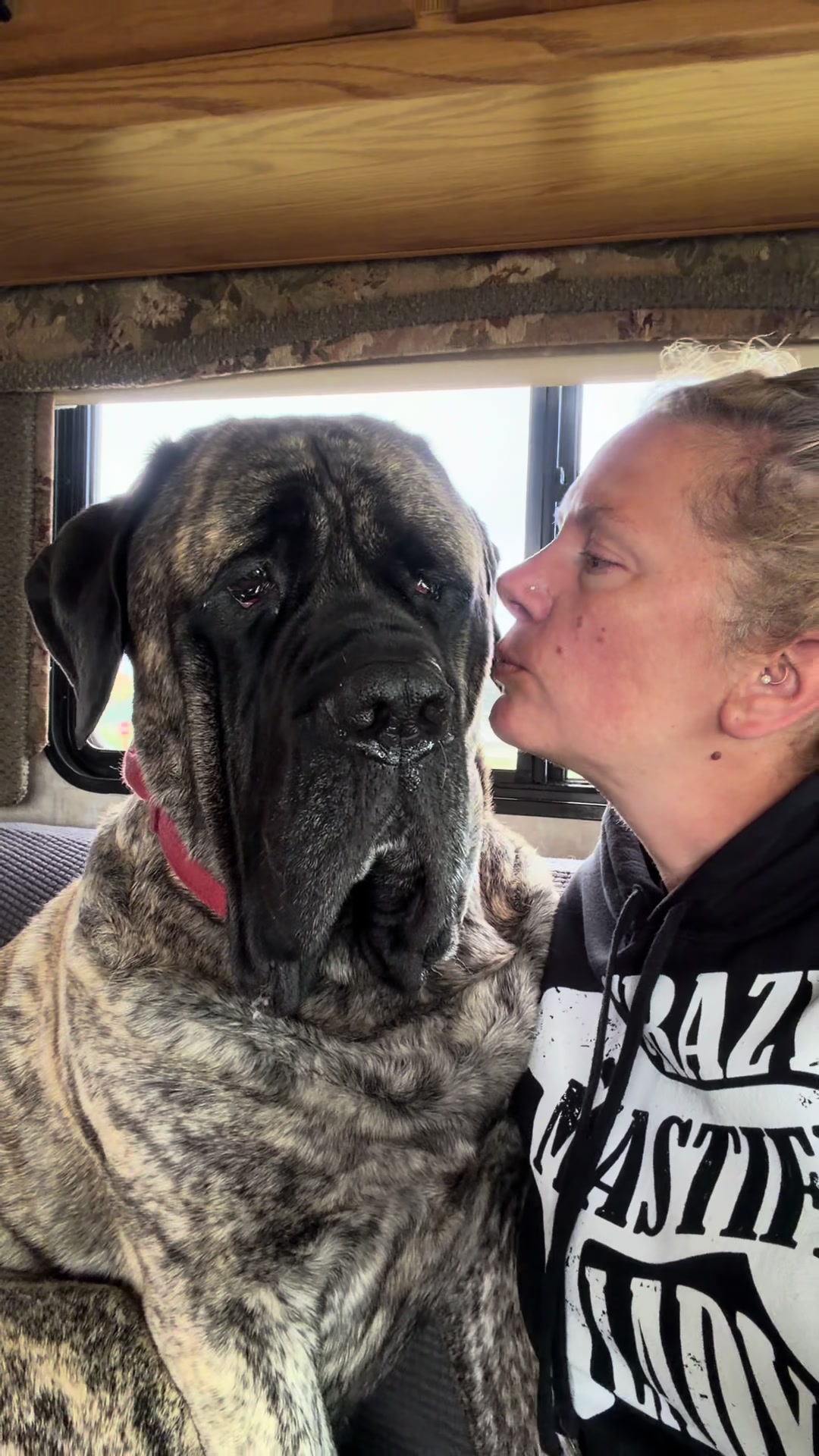 @BrindleBearTheMastiff