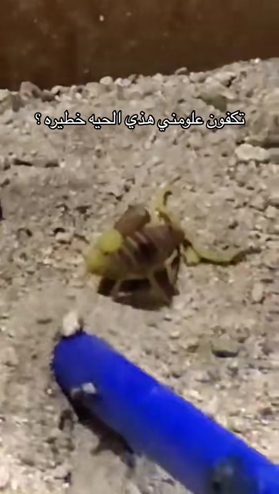 @ابوالمهند