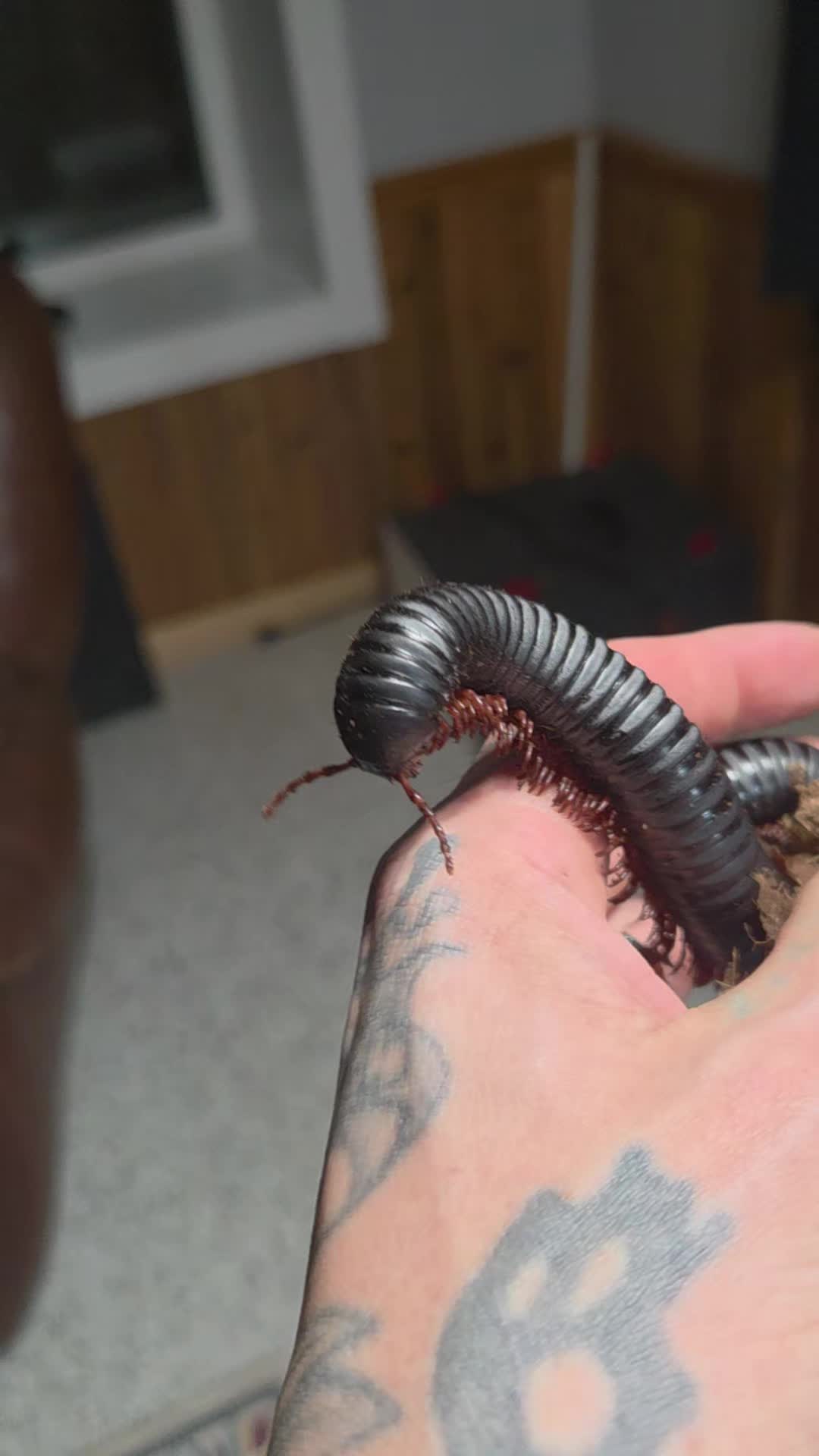 @Boogie Down Bugs