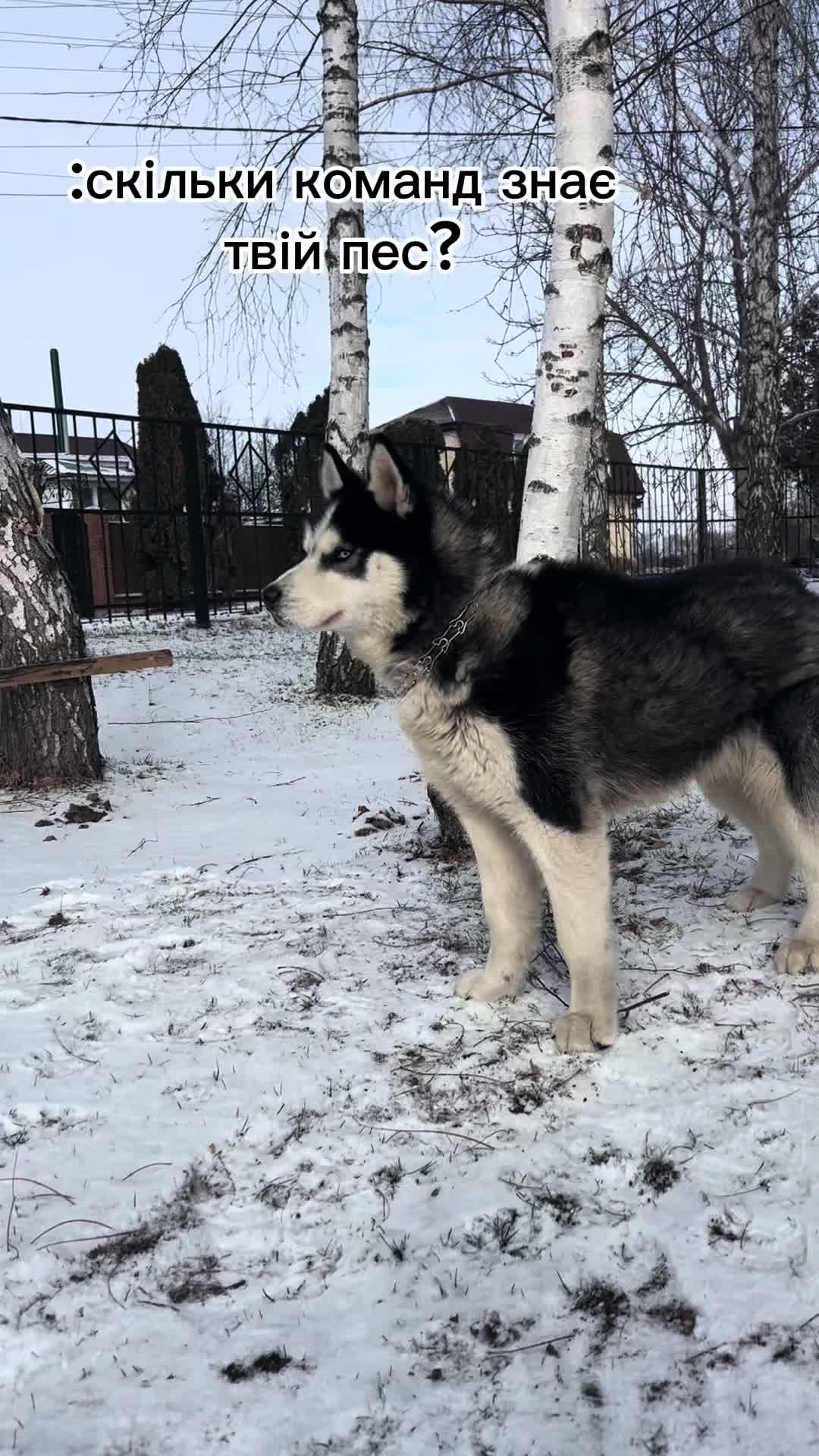 @Той самий Хаскі🐺