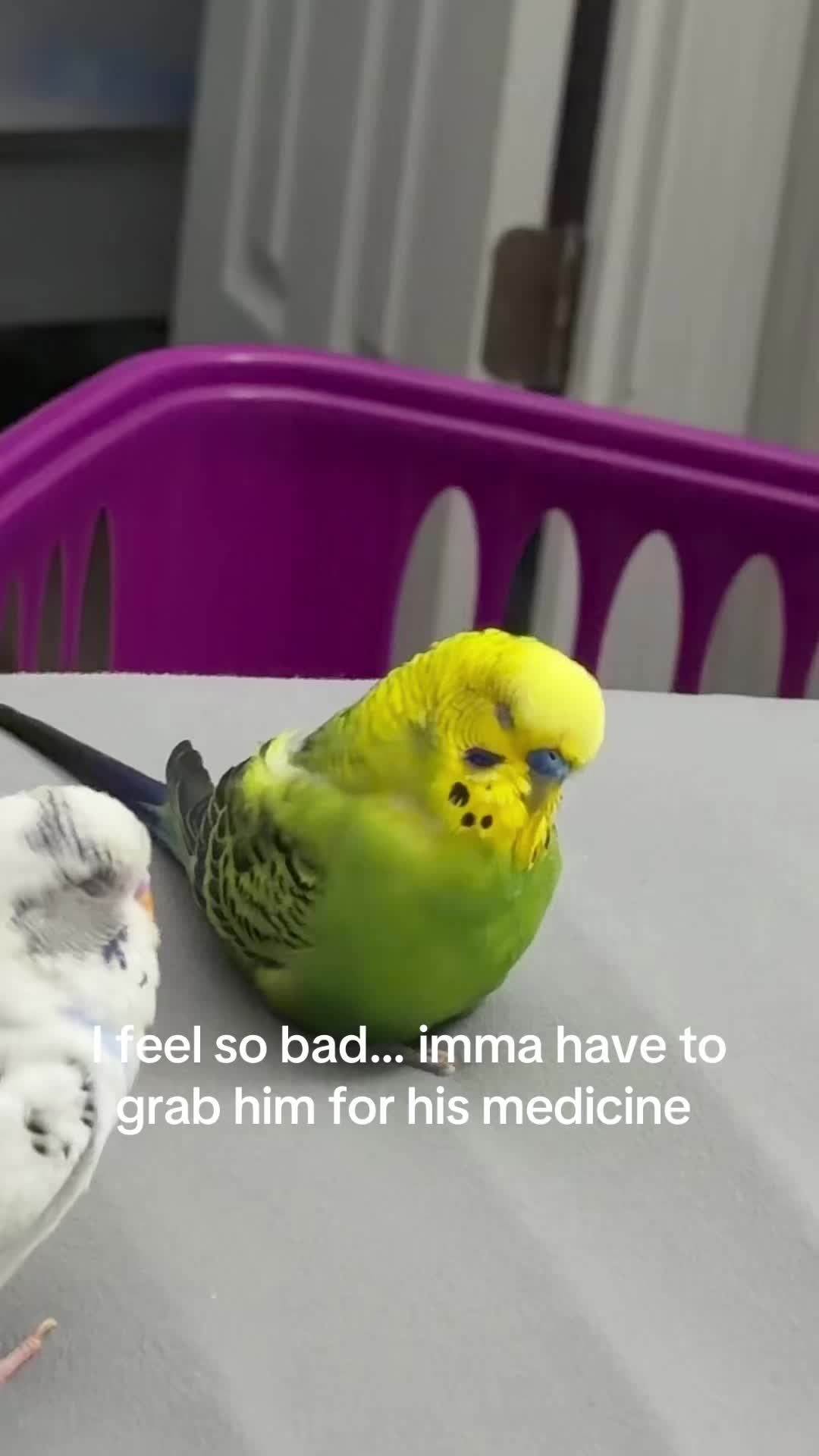 @PikaBoo & Friends 🦜