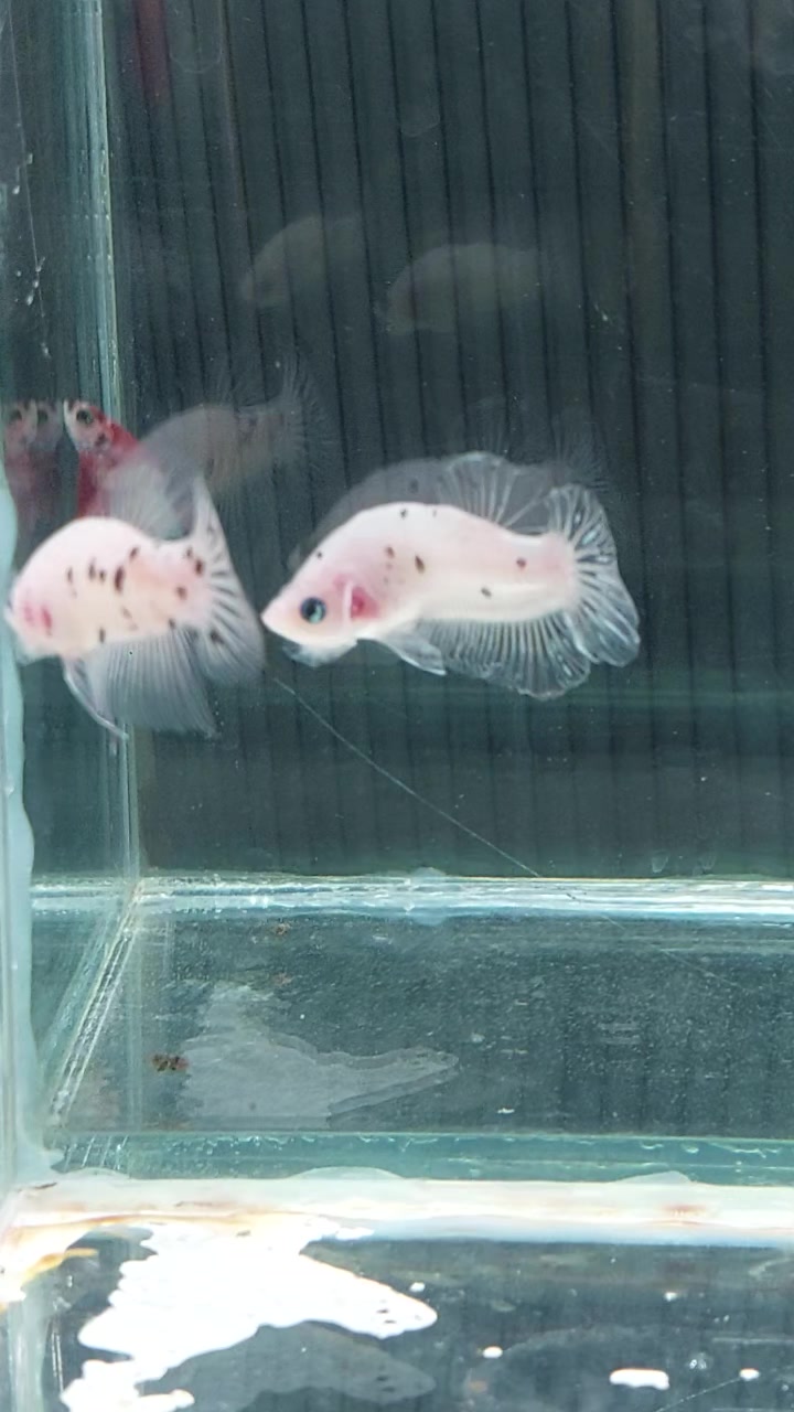 @kintsugibettas