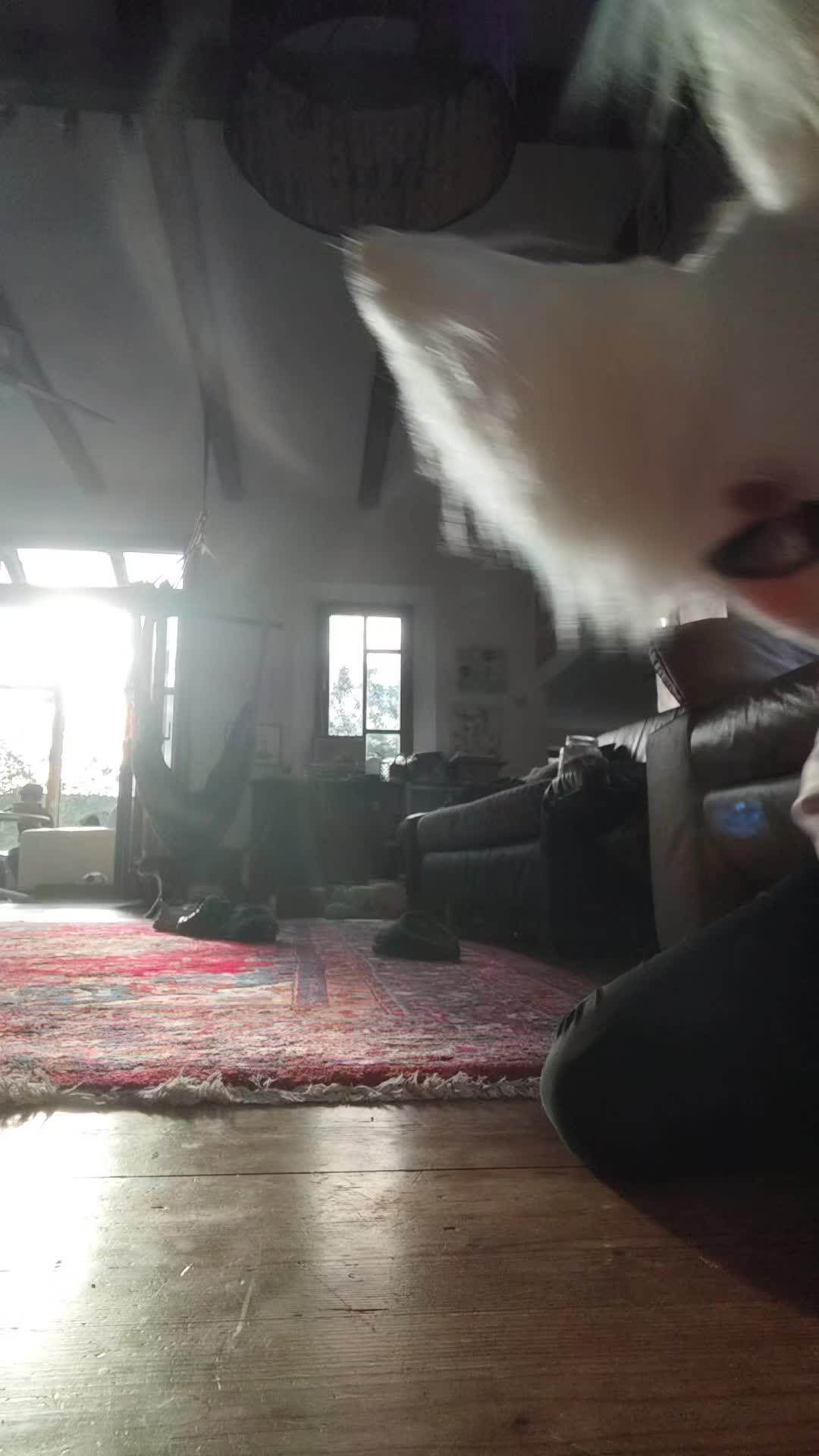 @🦴🐾♡⭒𝐹ℴxᥡ⭒♡🌀💿
