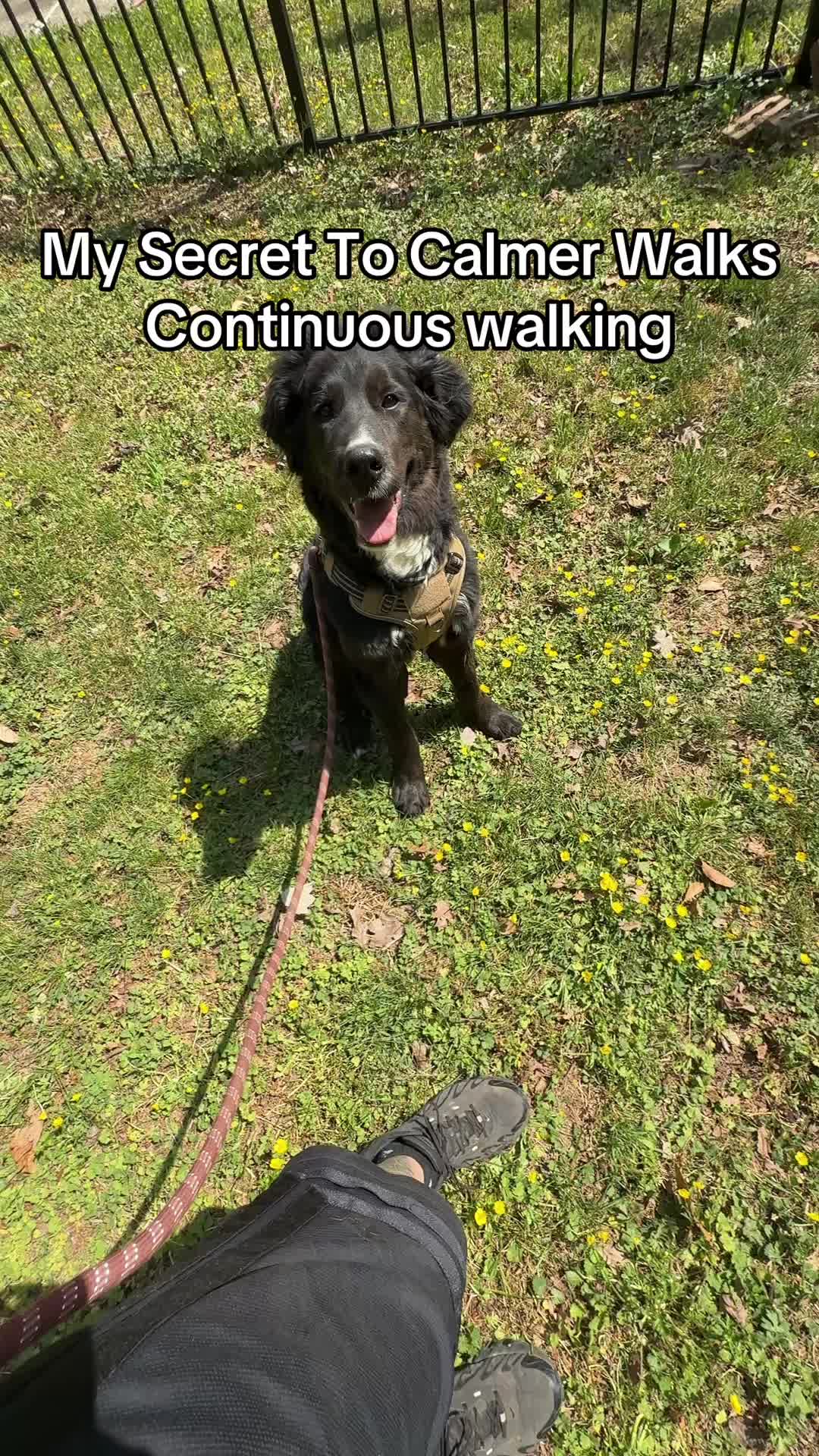 @Best Buddy Dog Trainer LLC