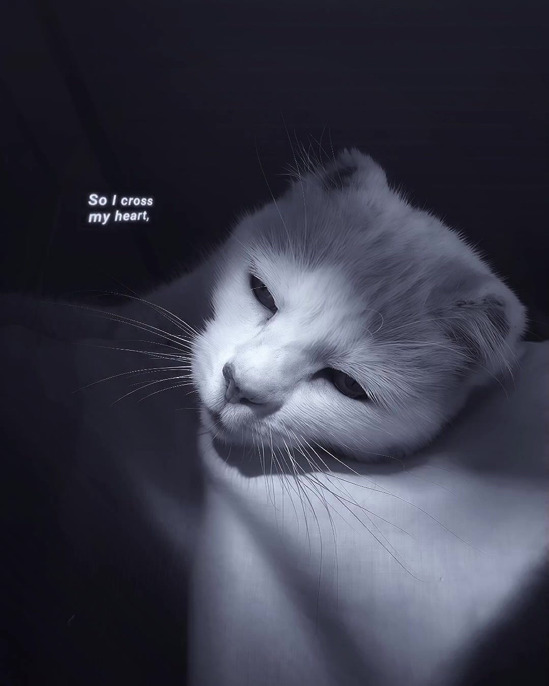 @Vbotメ