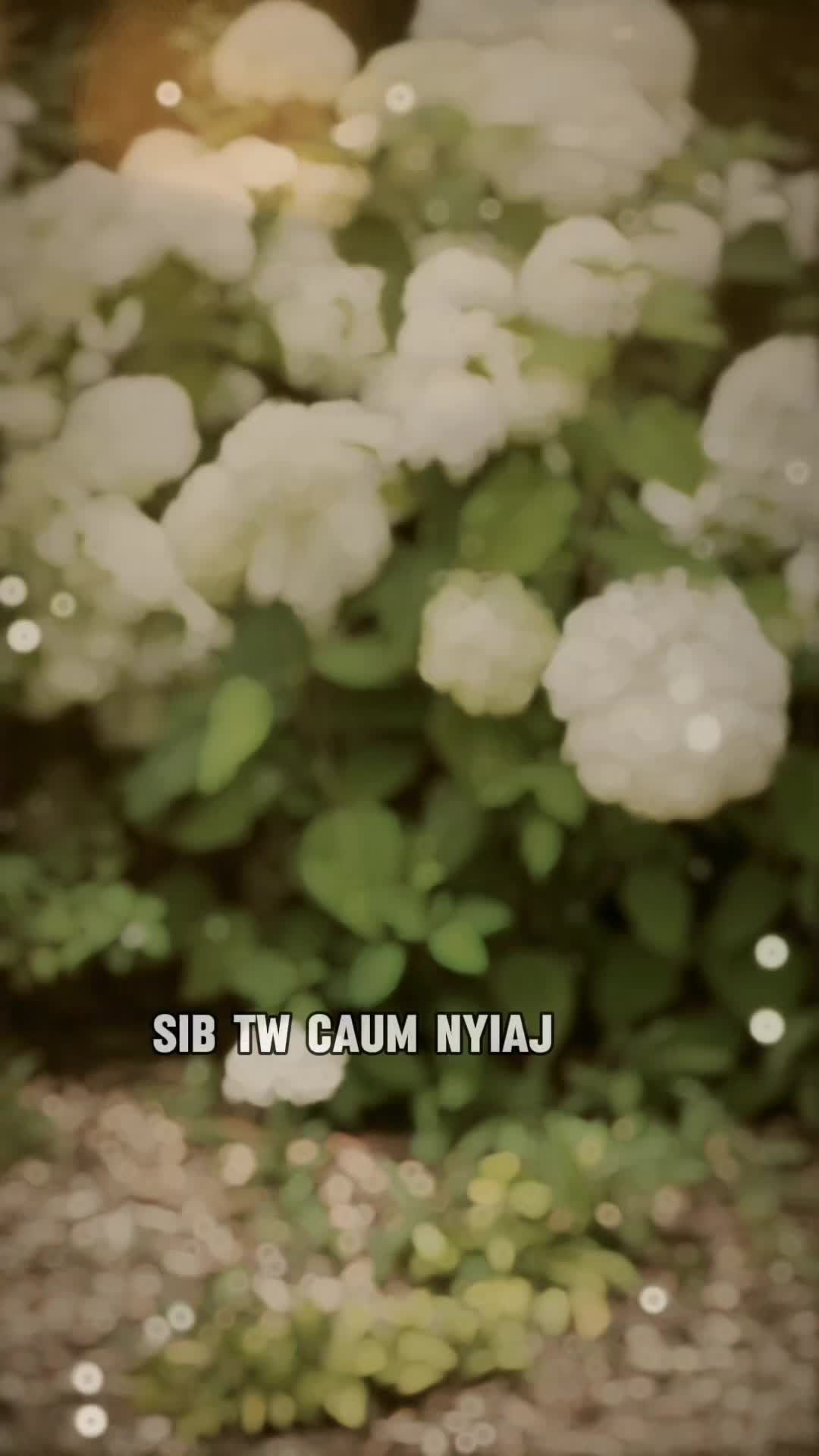 @niam tsev xeem Lauj