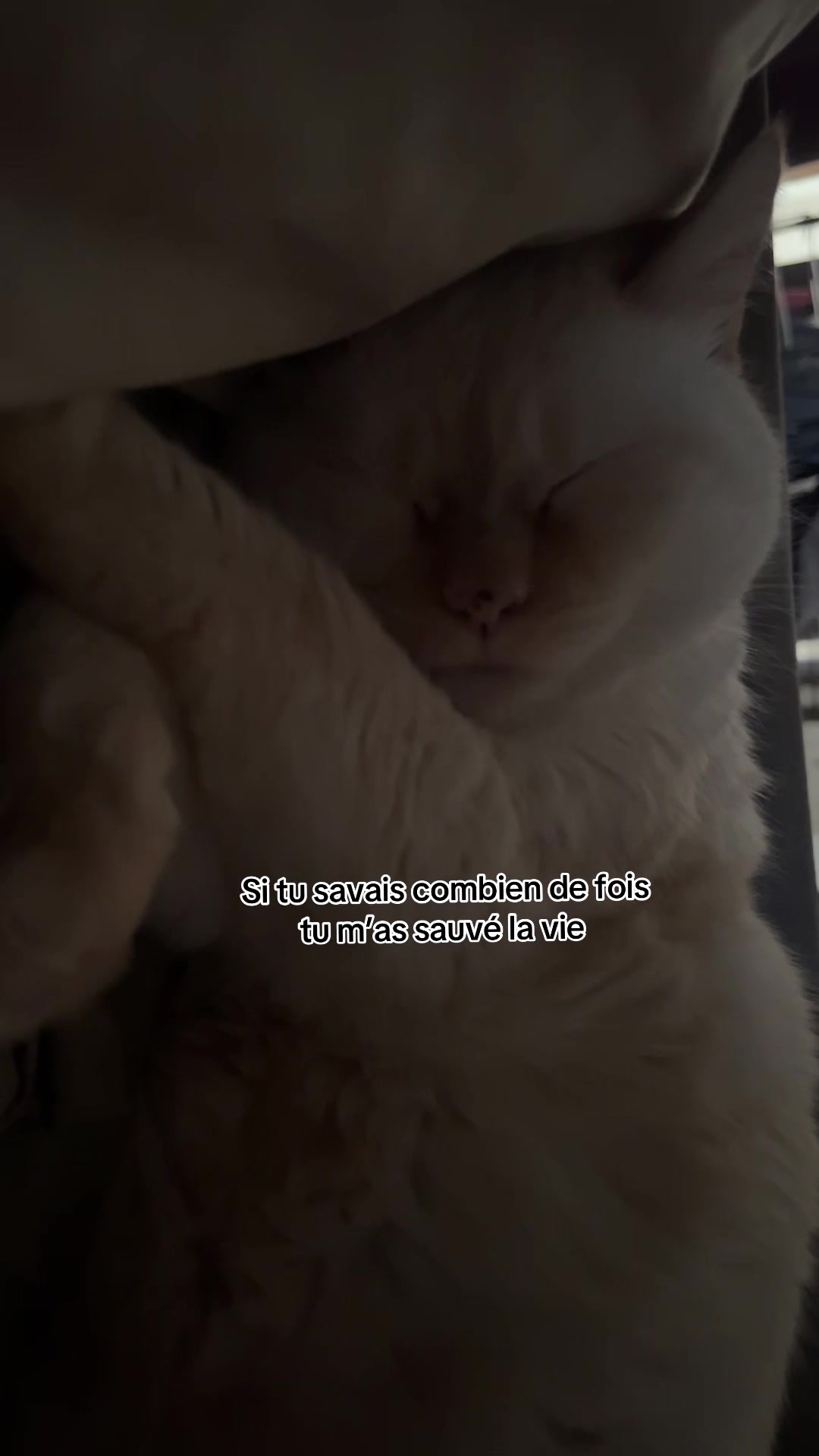 @scheherazadened