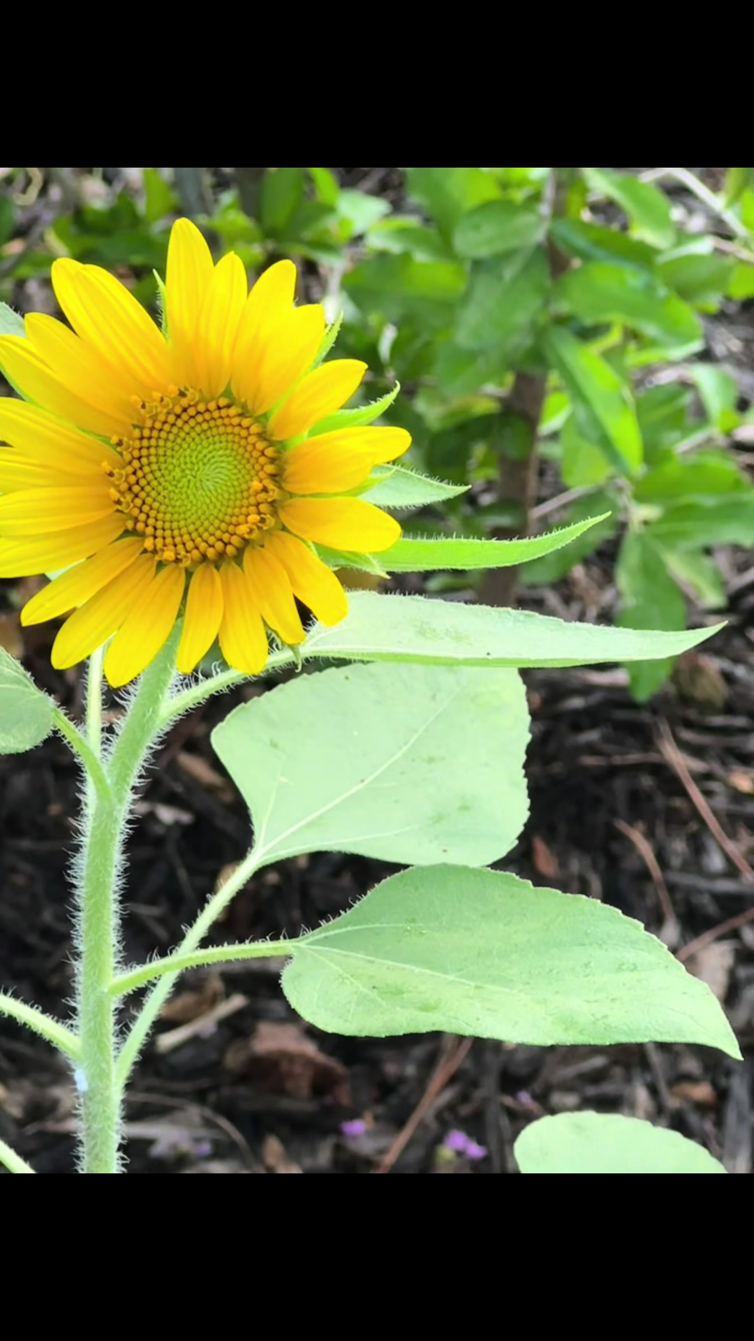 @Sunshinecreationspsl