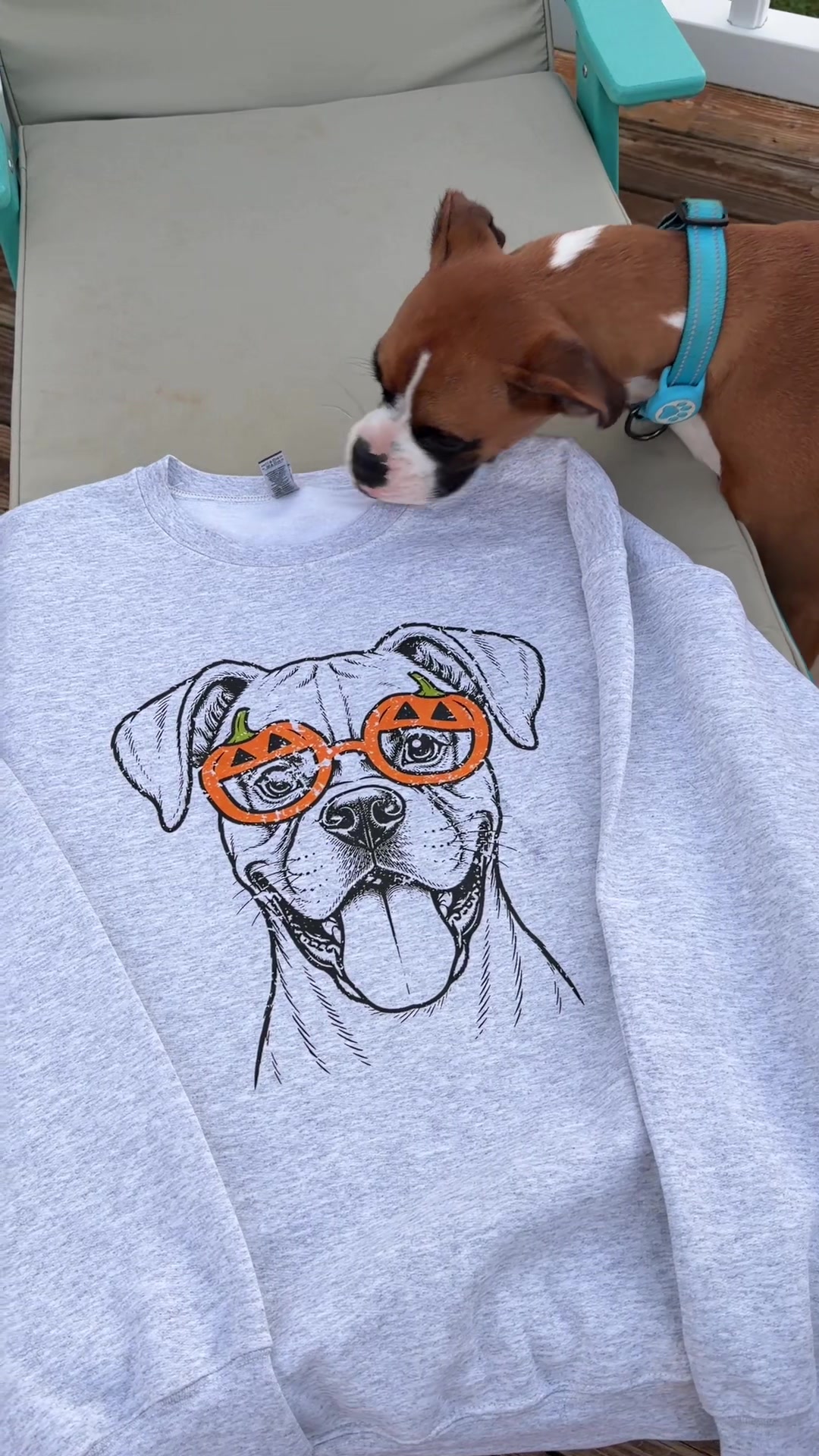 @basicboxers