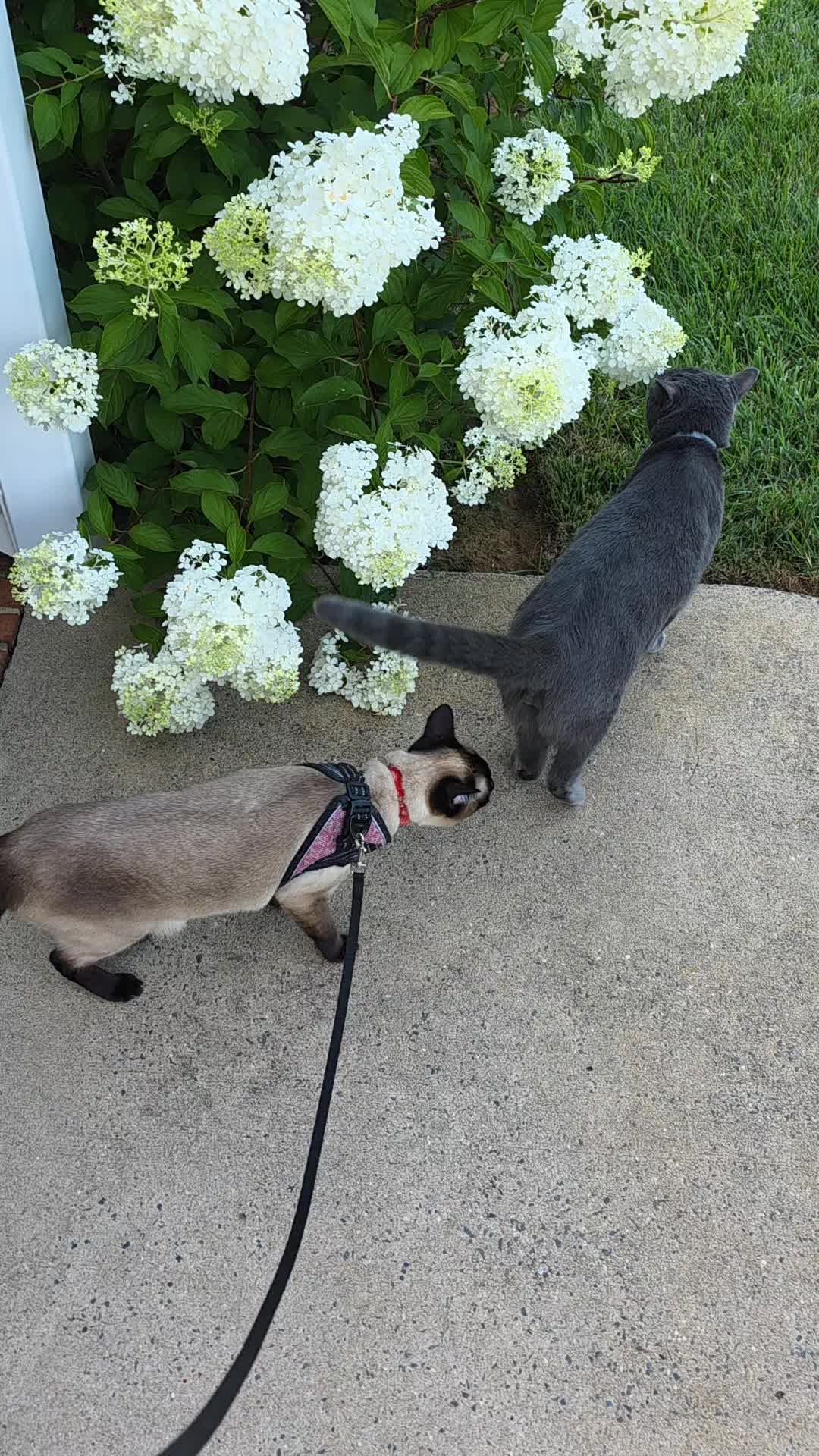 @Molly_and_Sammy