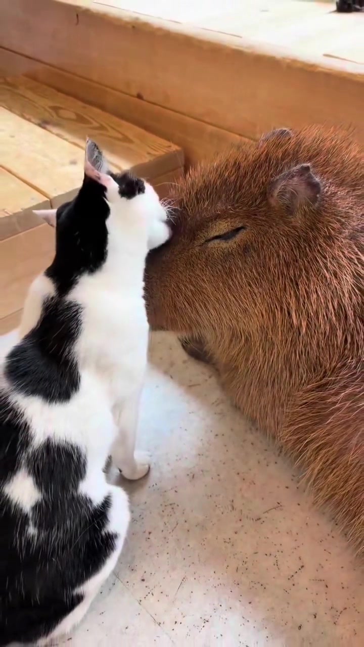 @Capybarabaramedia