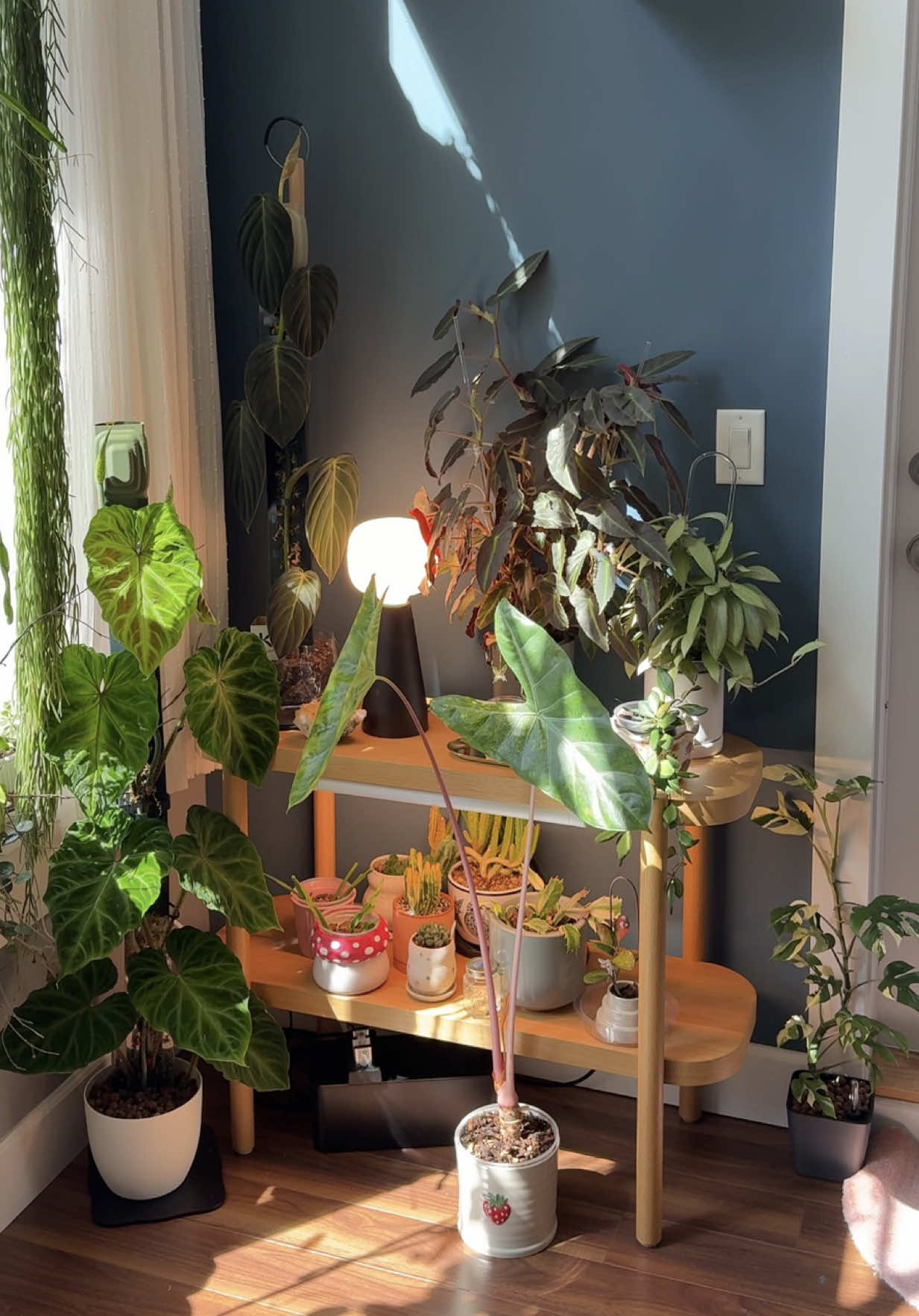 @wildfern