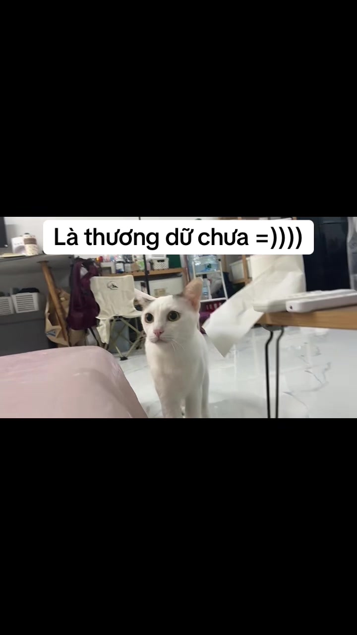 @Bunny và Chà Bông