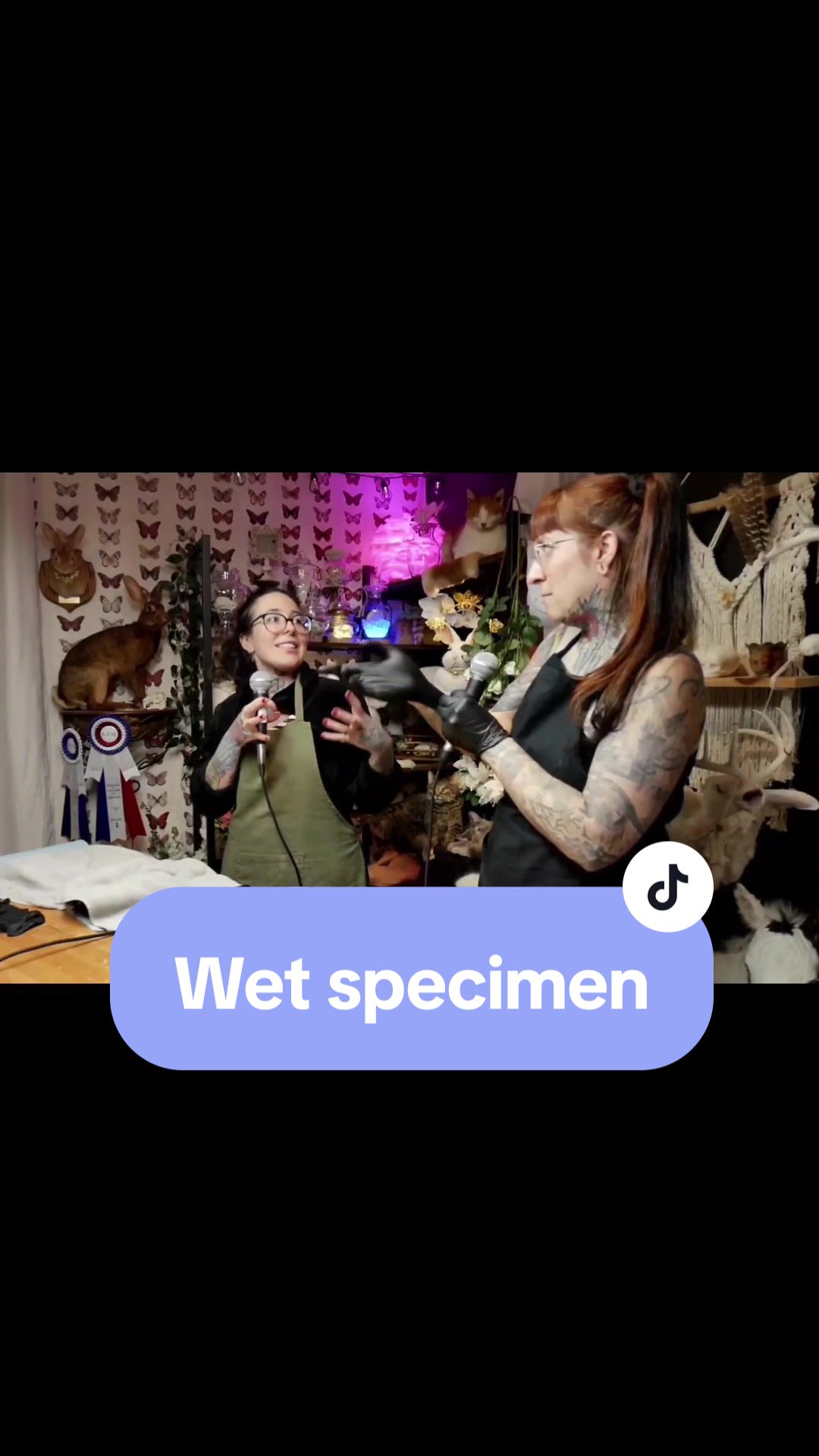 @Les Curieuses