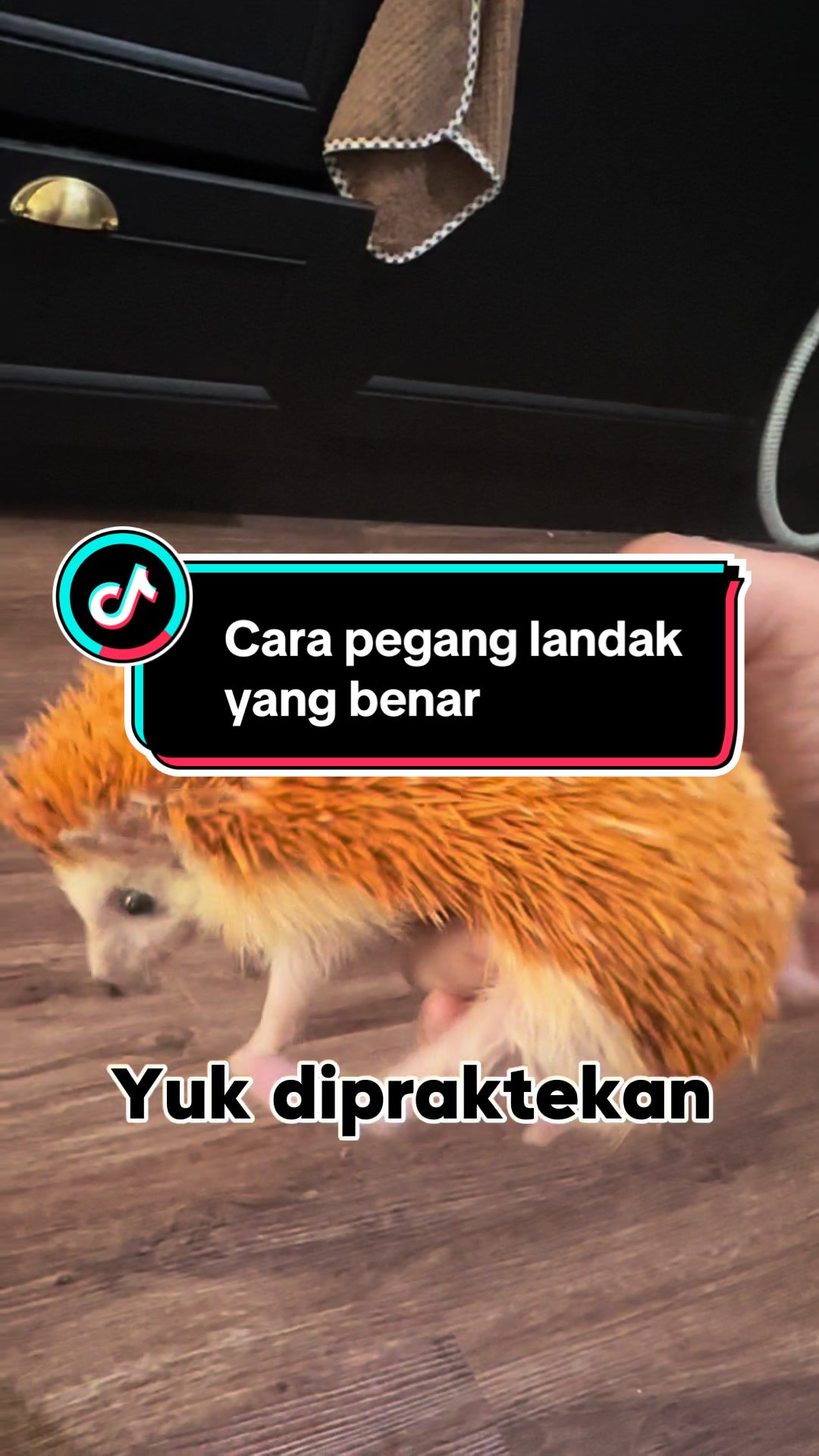 @TamaGo Pet
