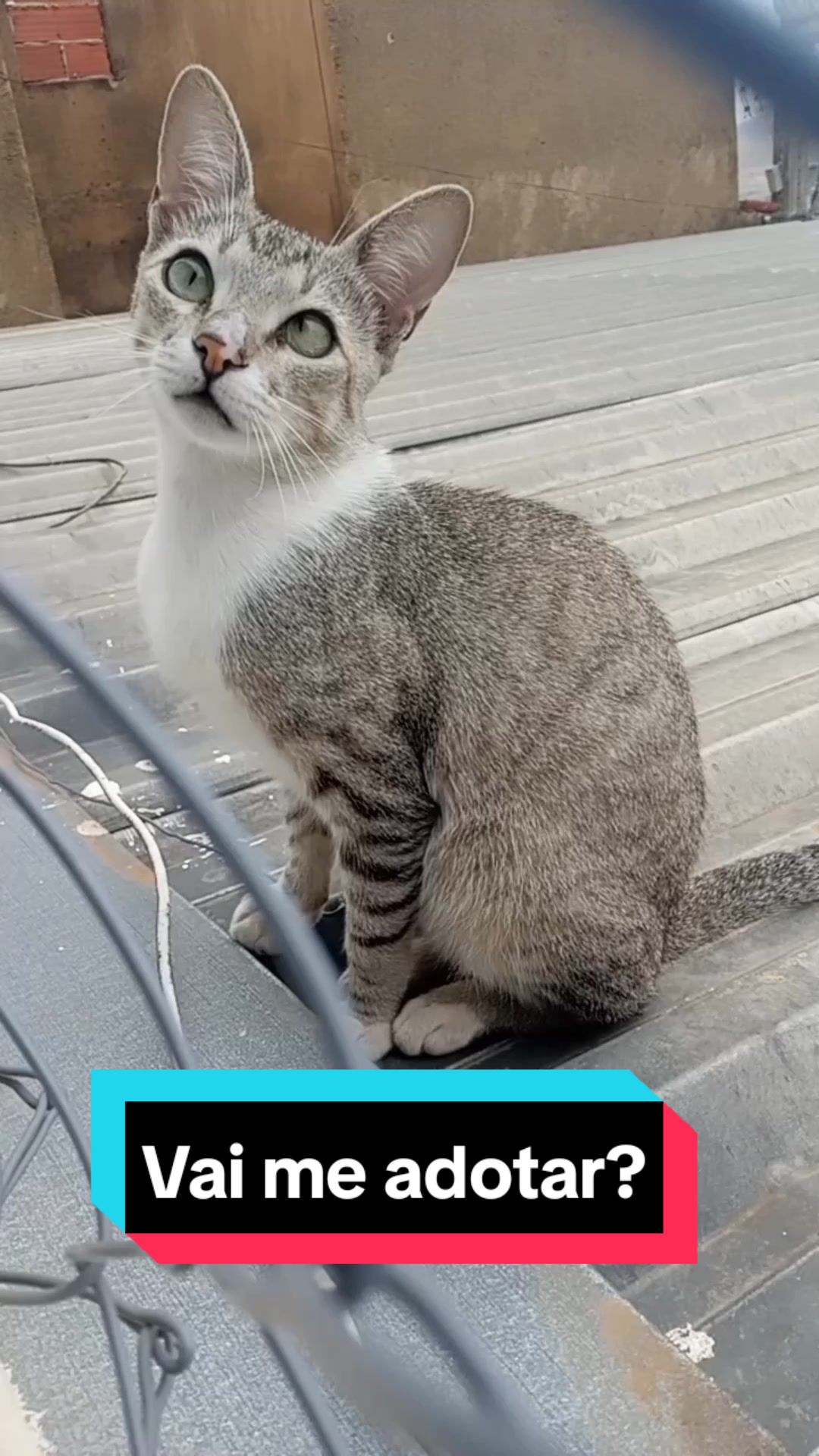 @O GATO ZEZ&Eacute;