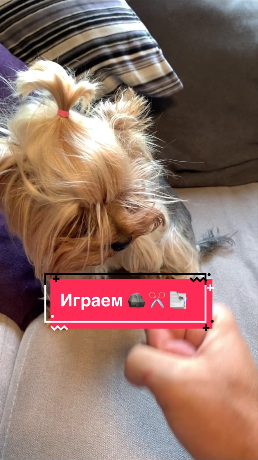 @Йорк Донни 🇺🇦