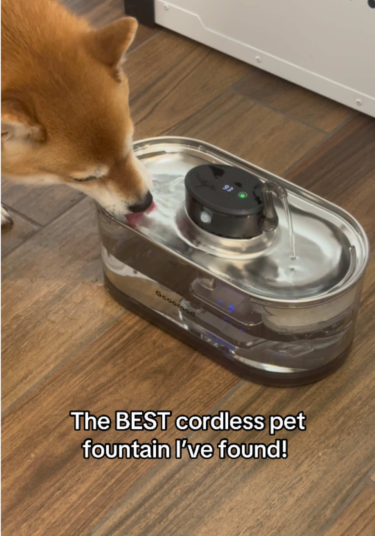 @Flock of Shibas 🐕🐕🐕
