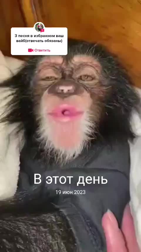 @скрр пау пау