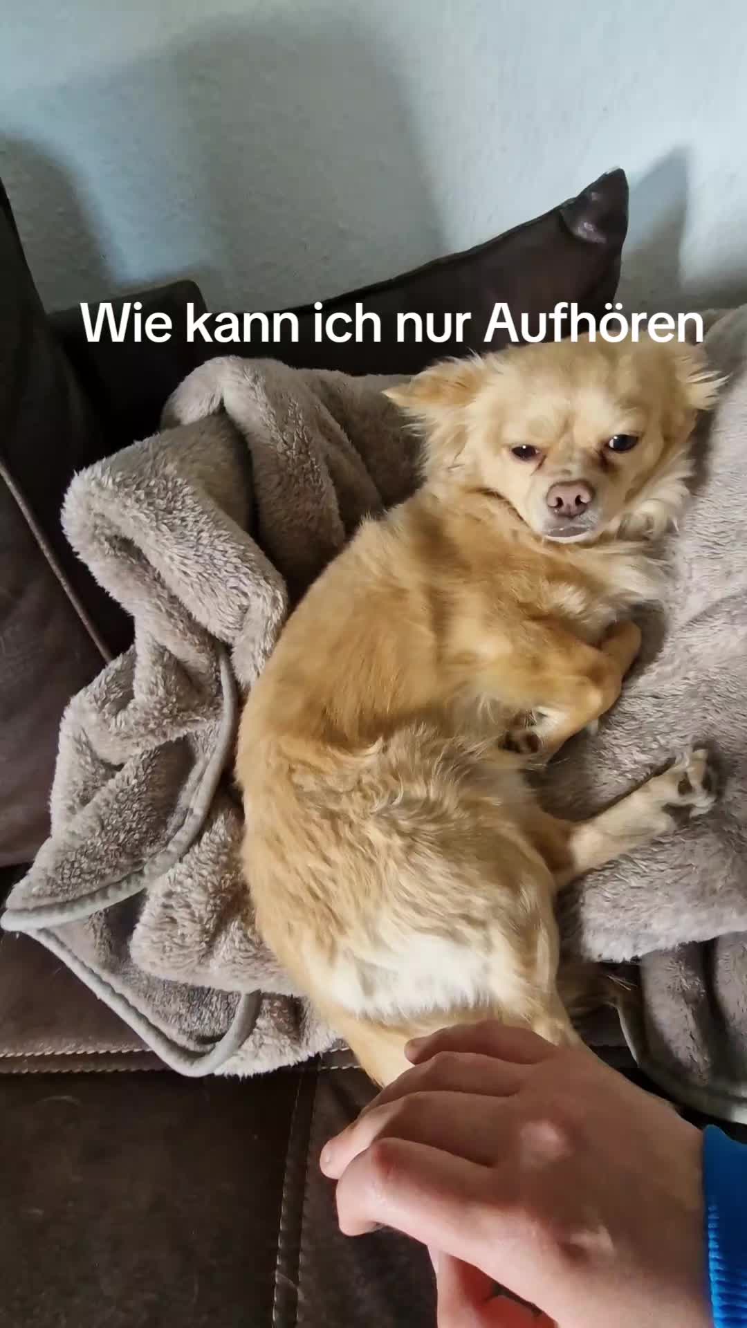 @Katinka, Peach 🐴 und Toffee🐶