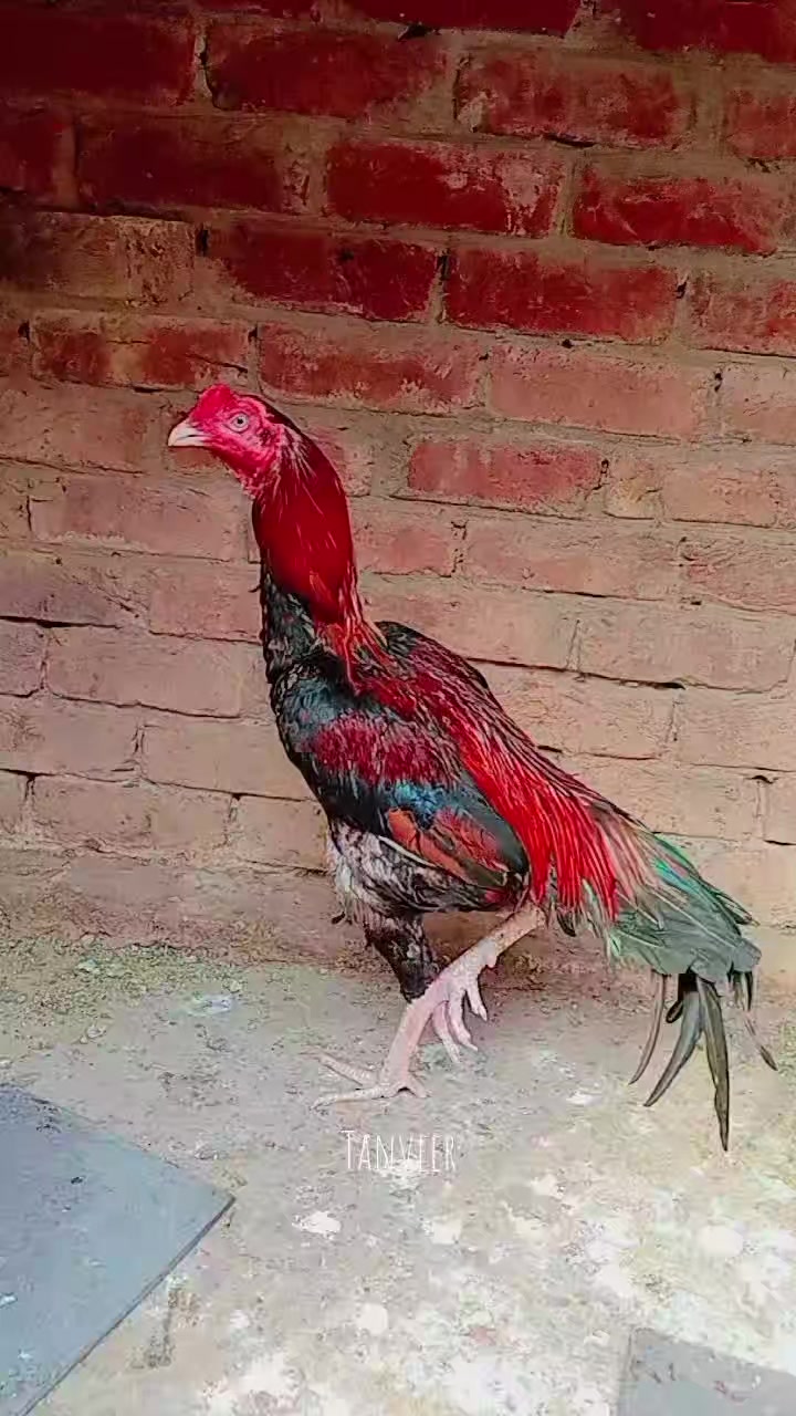 @Tanveer Bhatti