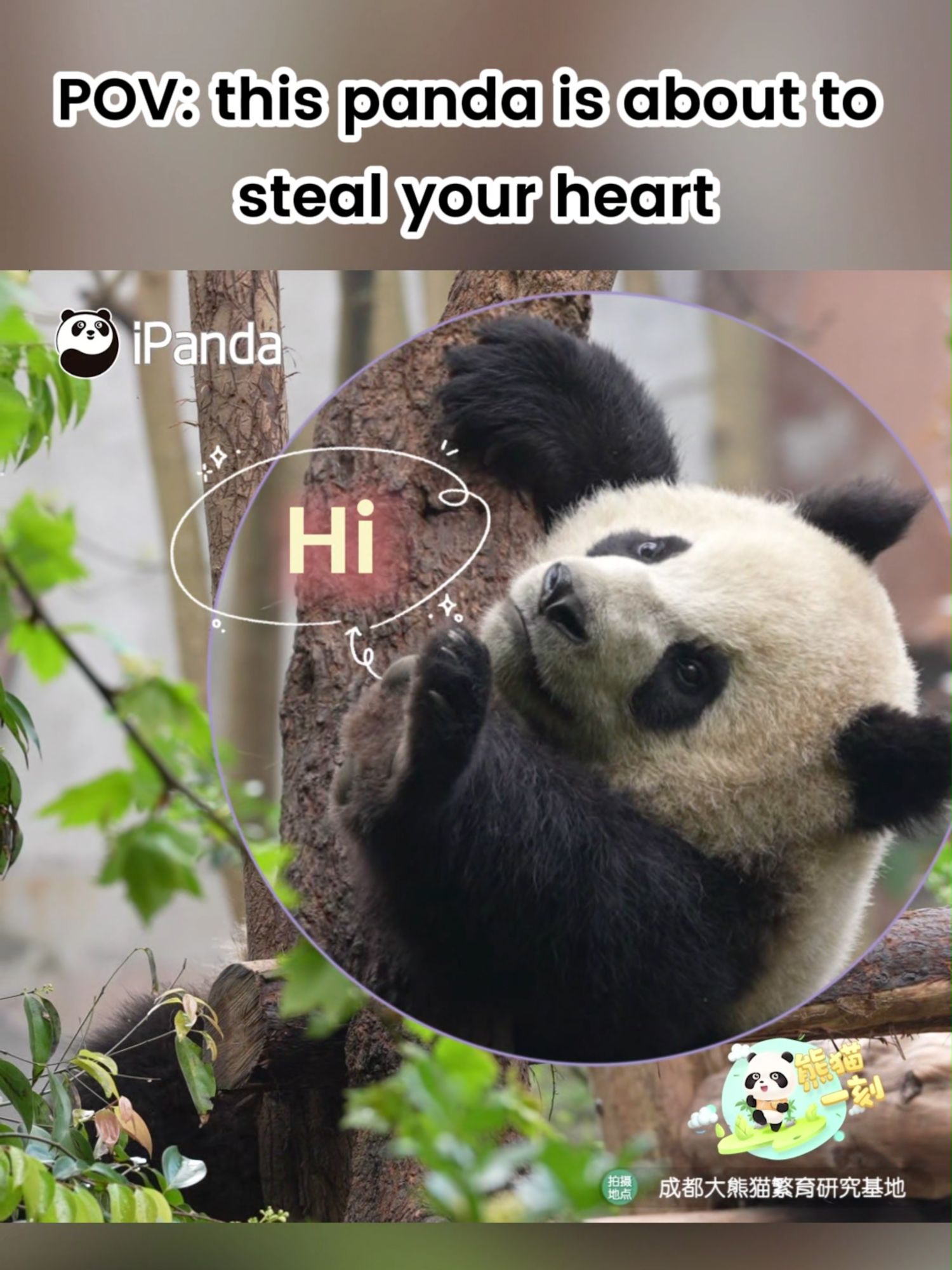 @iPanda