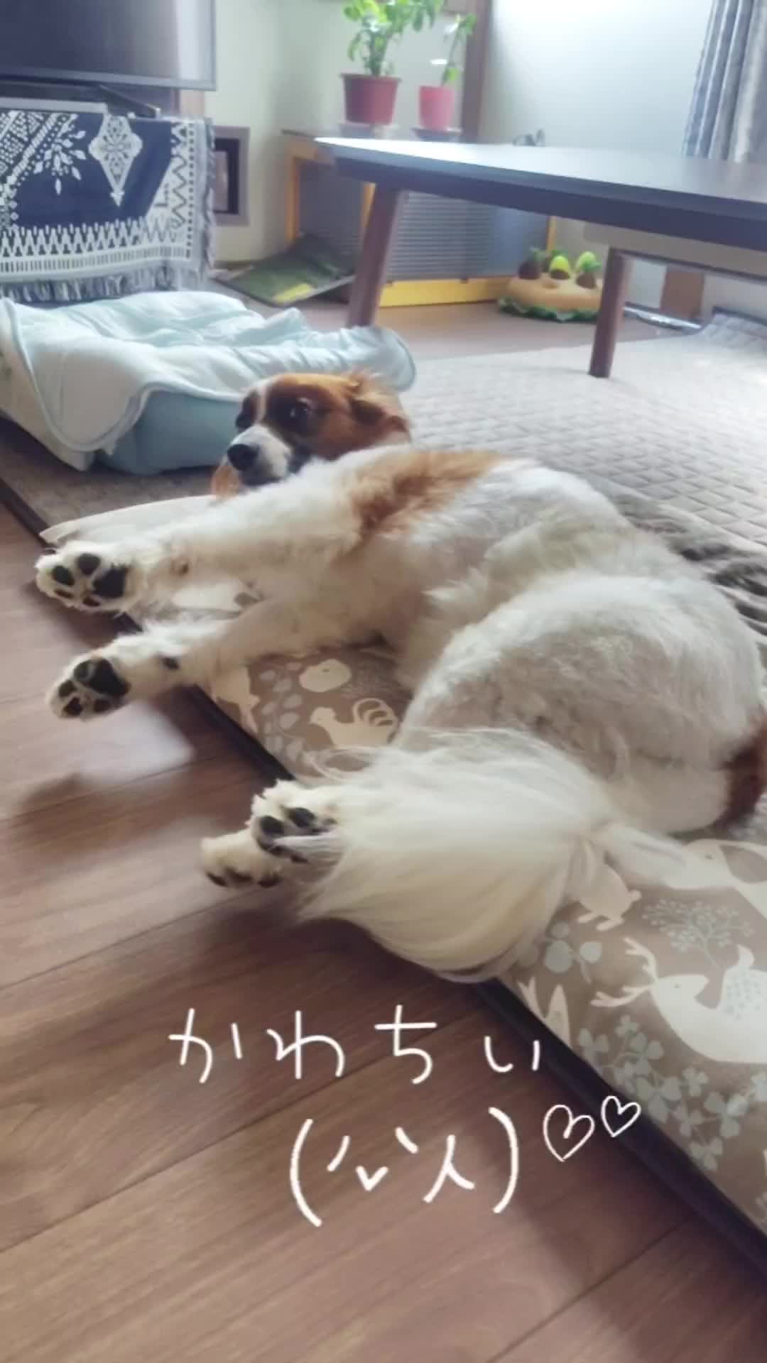 @デカパピひまわり君