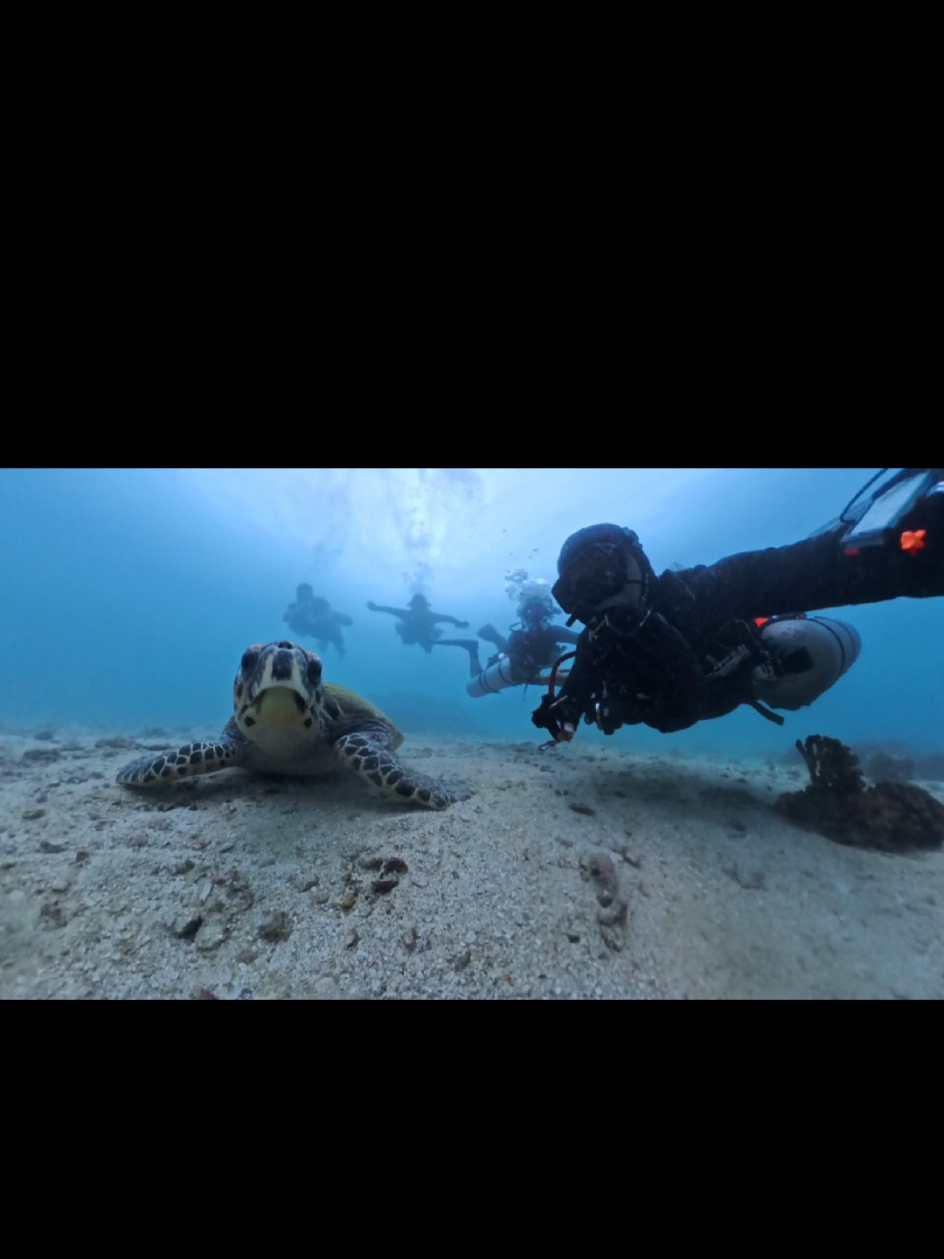 @🇵🇭Seantric Diving🇦🇪