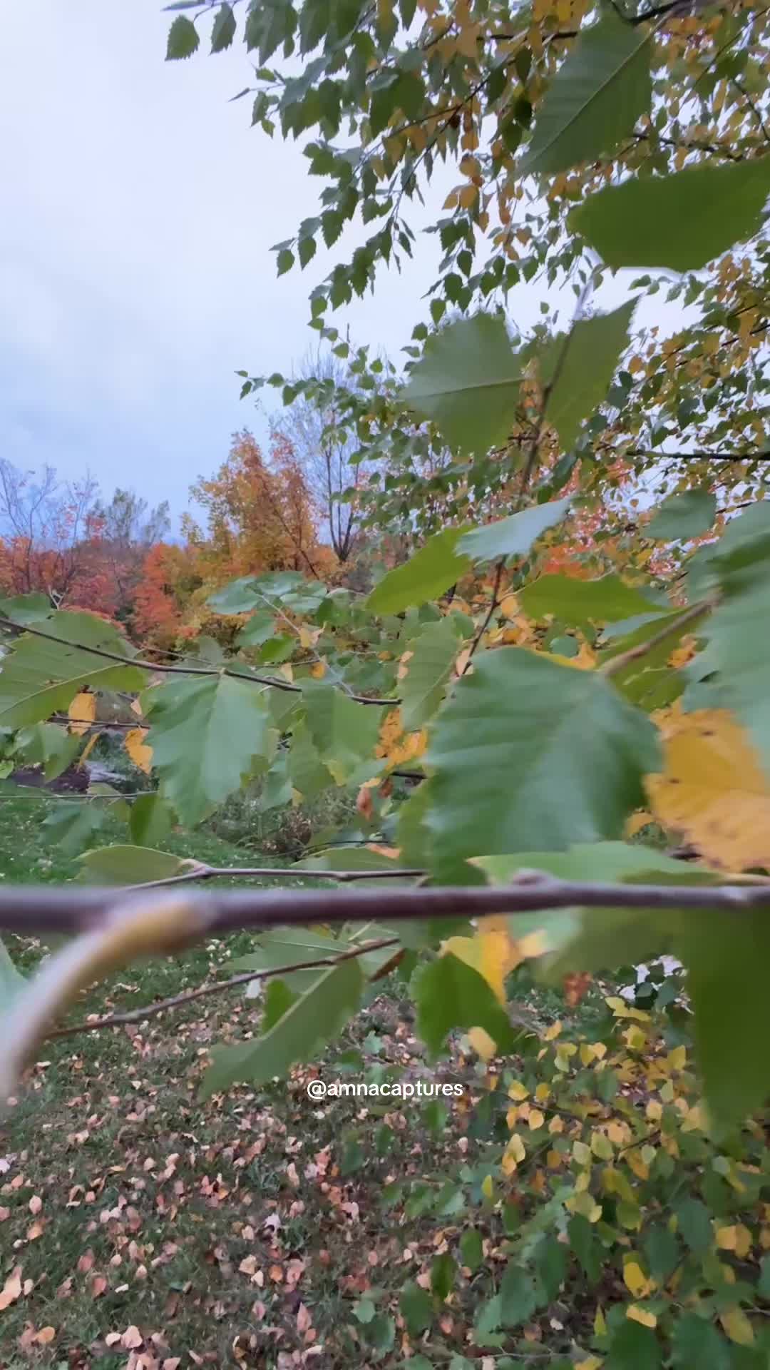 @Nature lover 🇨🇦
