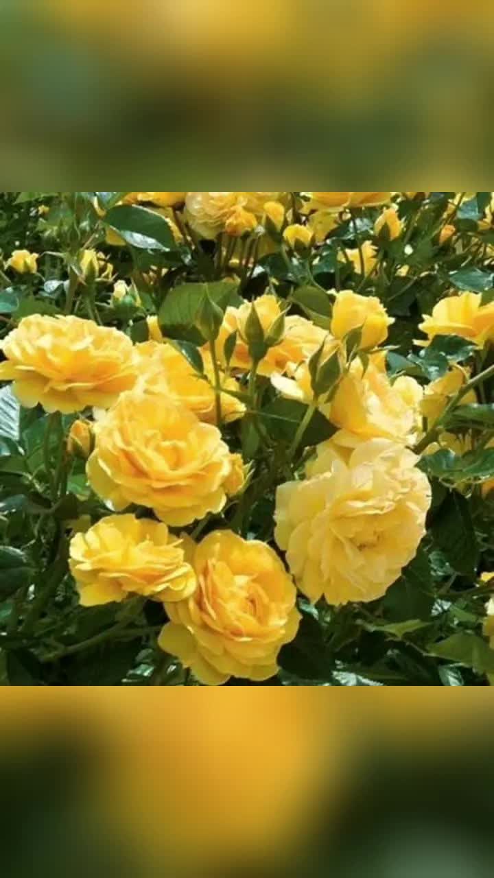 @بنت ابيها 🇲🇦🇪🇦🇬🇧