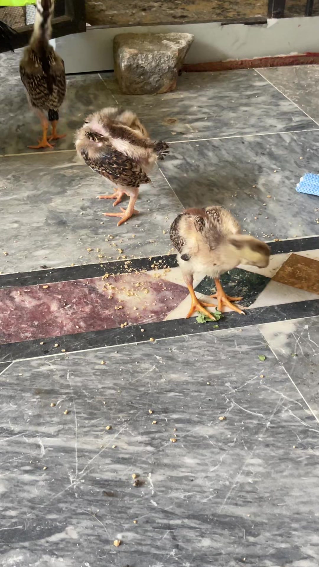 @🦅Home Bread Aseel 🦅