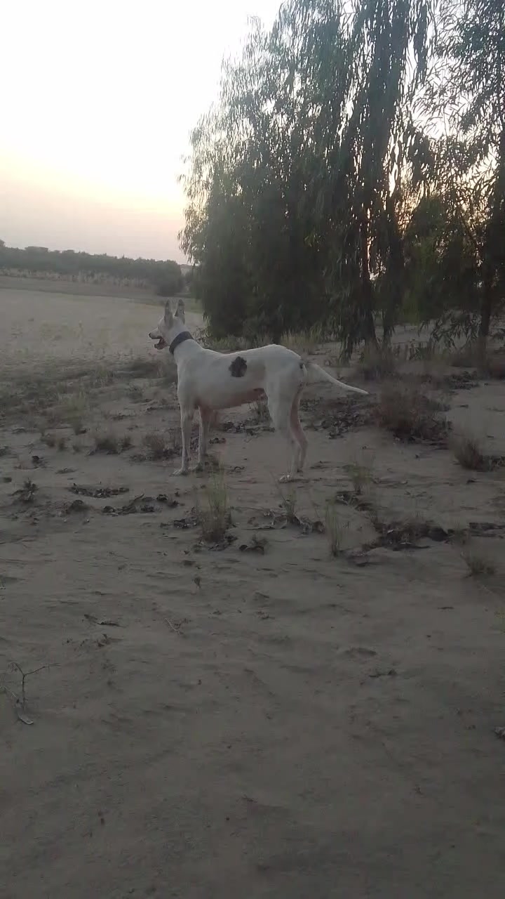 @zafrri saggu