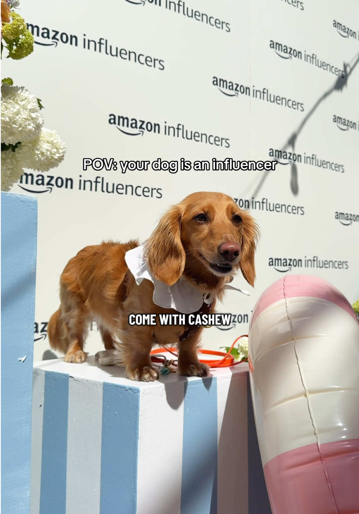 @cashewdachshund