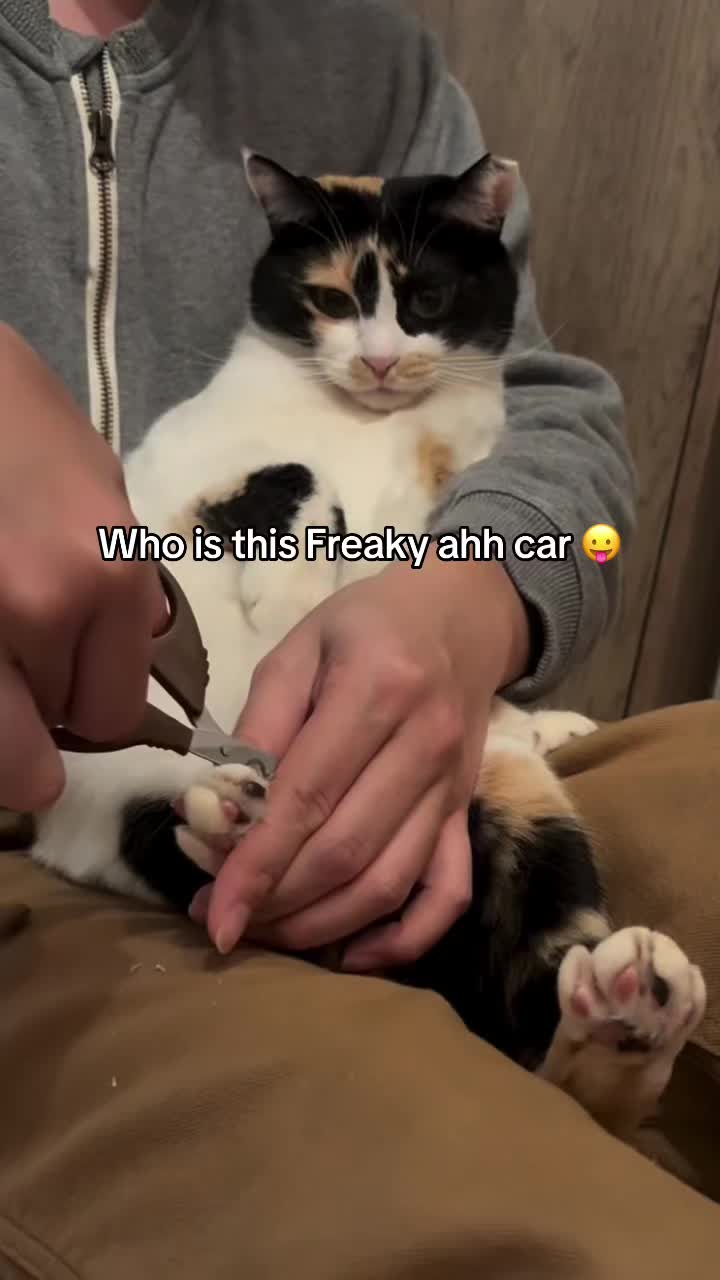 @miaou.catz