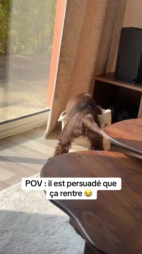 @coeur.de.cocker