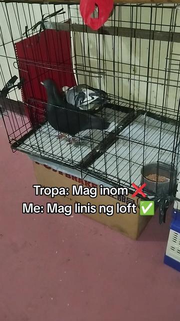 @KALAPATIDS SHOP 🕊️