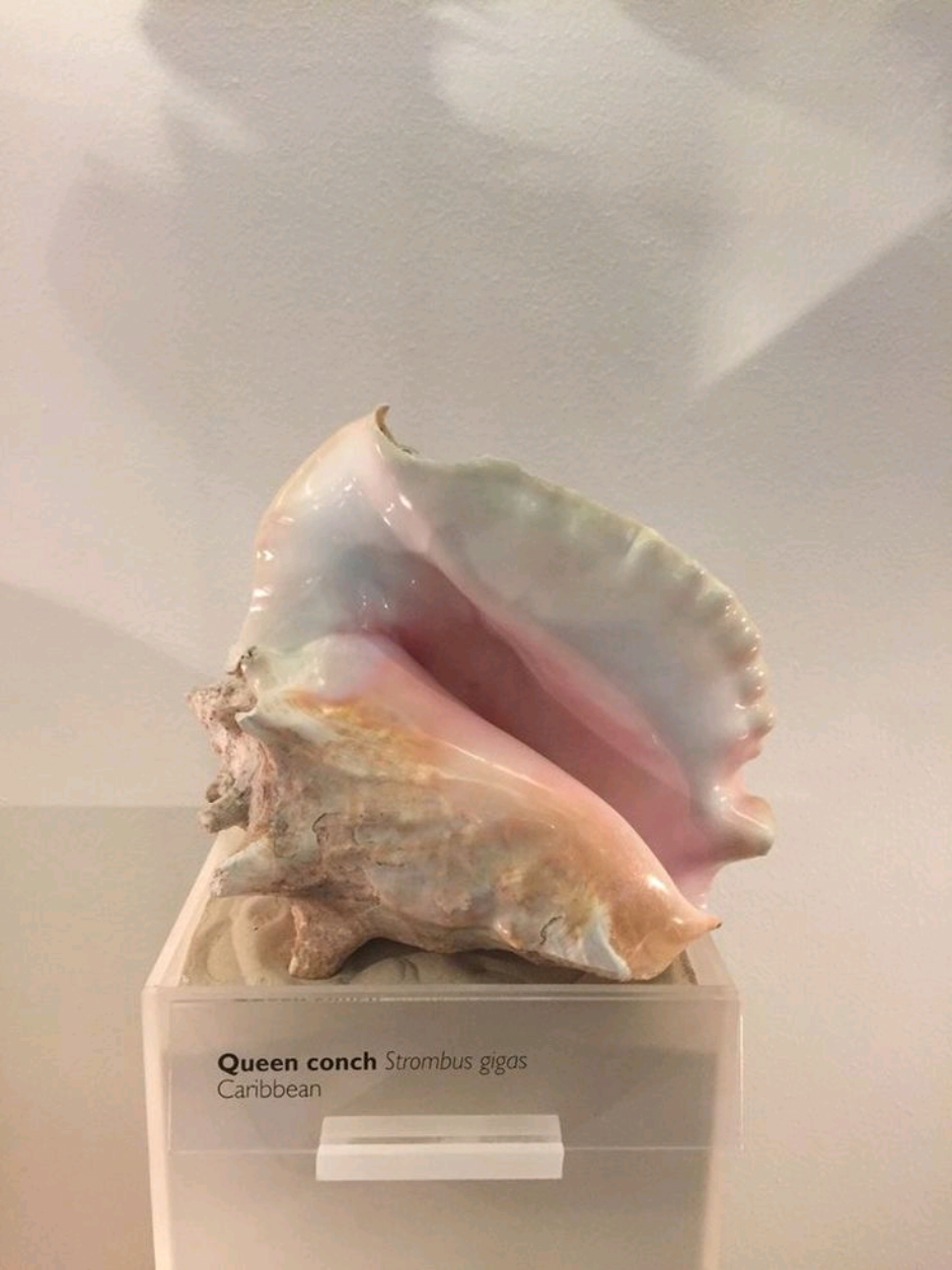 @Cinnamon Girl 🦢✨️🪞🫧