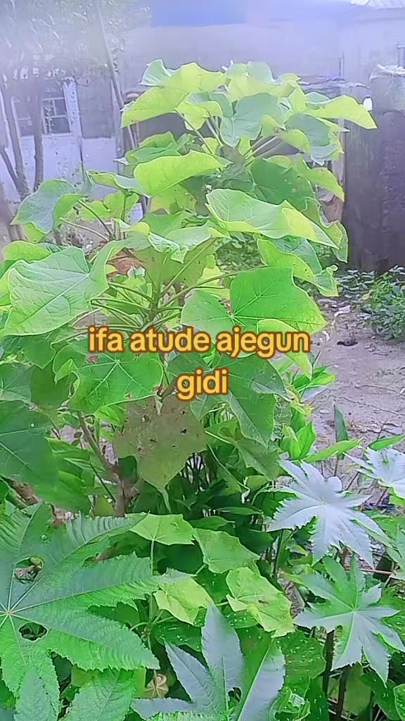@oba ijinle ogbon agba
