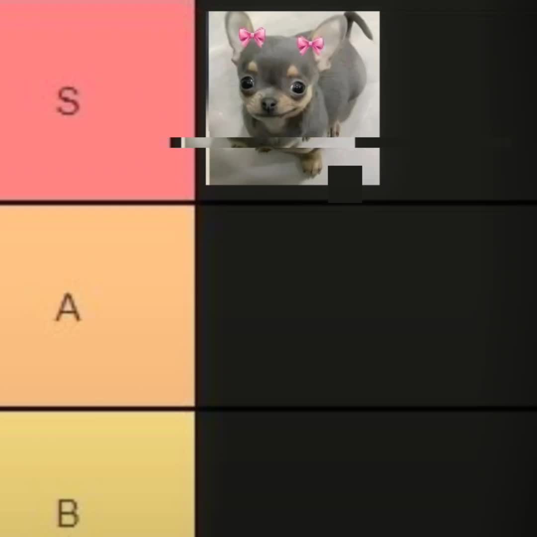 @a handsome chihuahua lover