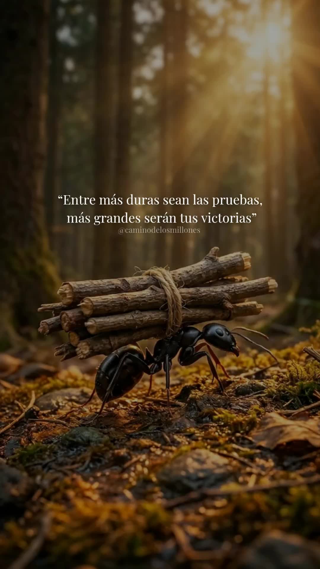 @caminodelosmillones