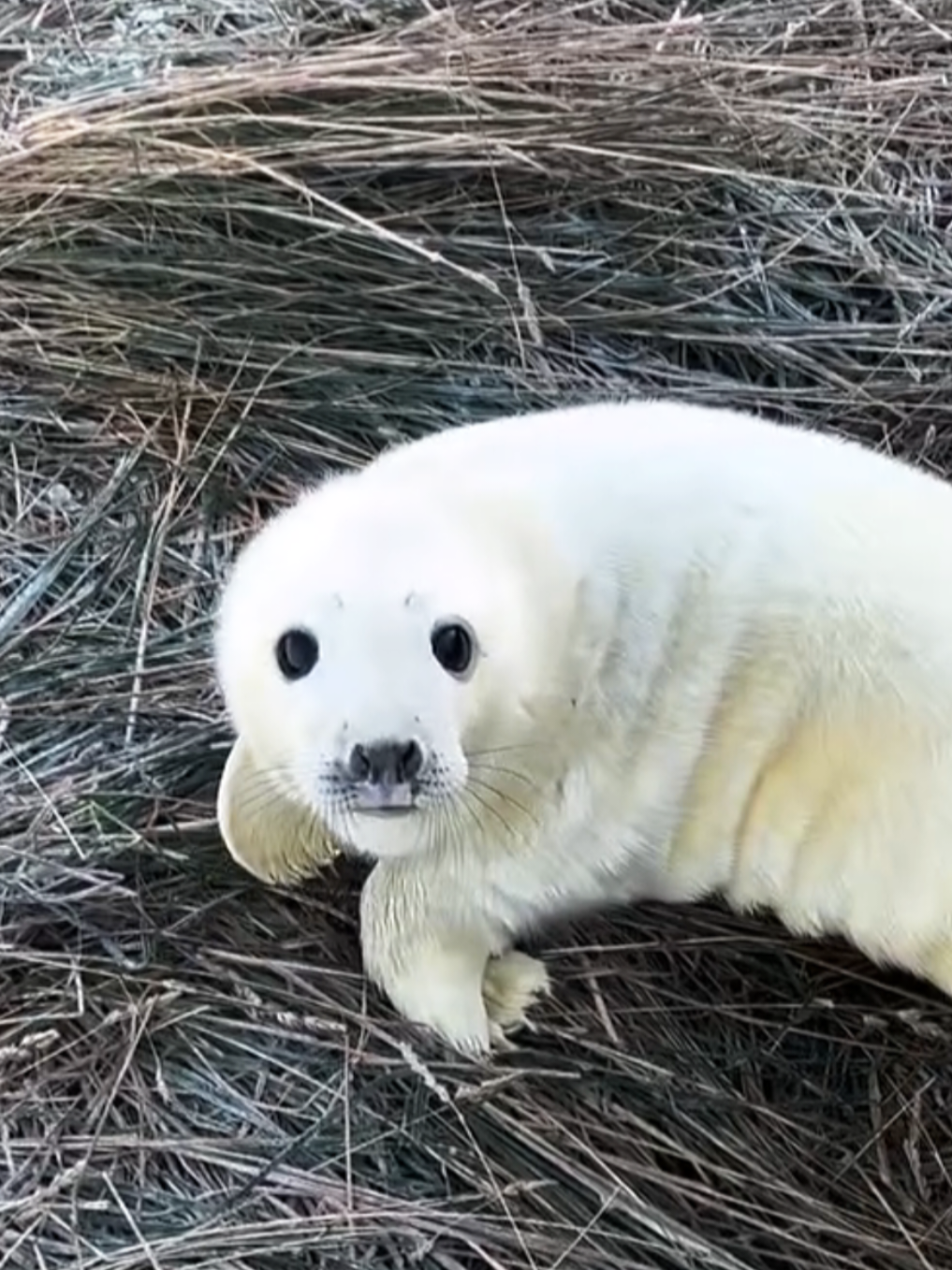 @🩷🎀 seal 🦭🩷