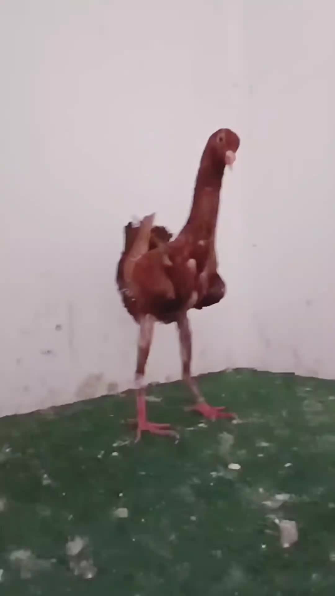 @Pigeons Tv