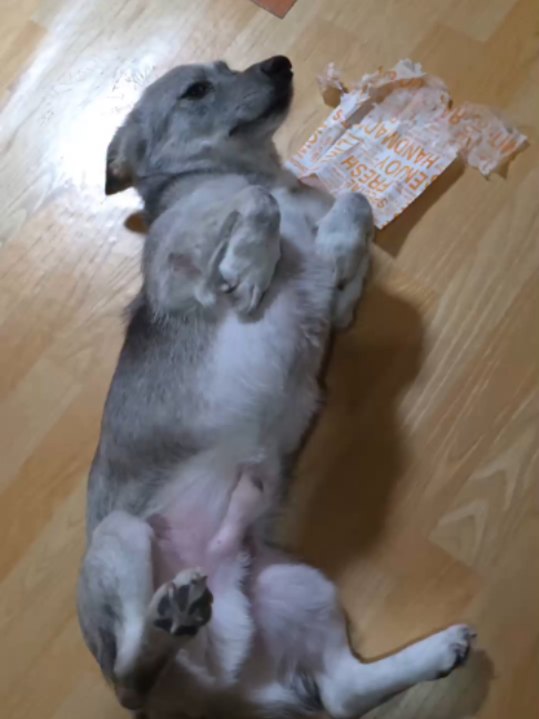 @멍멍일기