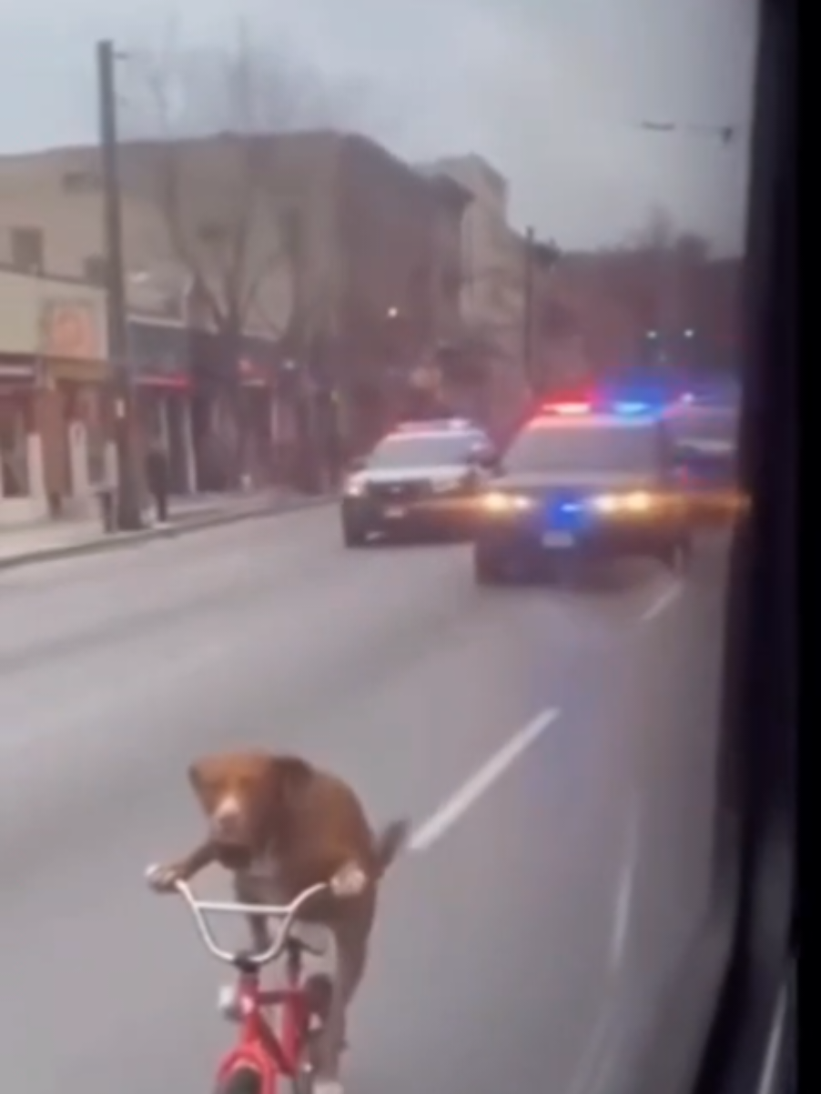 @thedogmeme