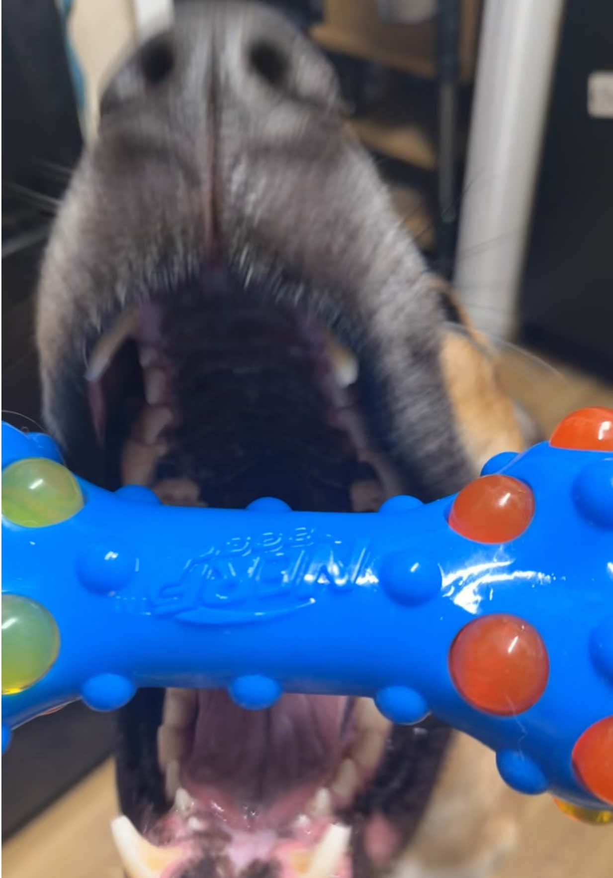 @Jax&rsquo;s_ adventures